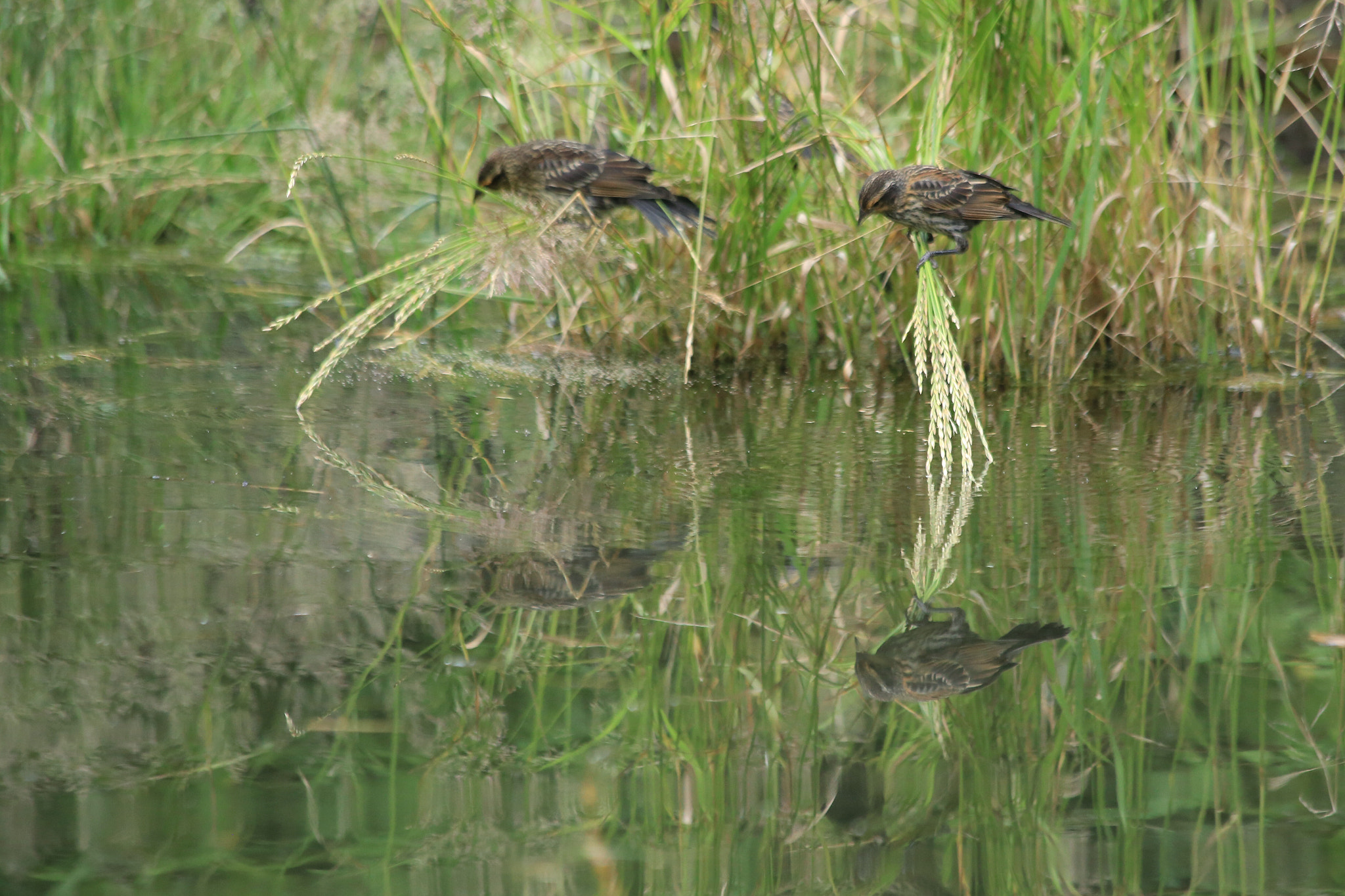 Canon EF 70-300mm F4-5.6 IS USM sample photo