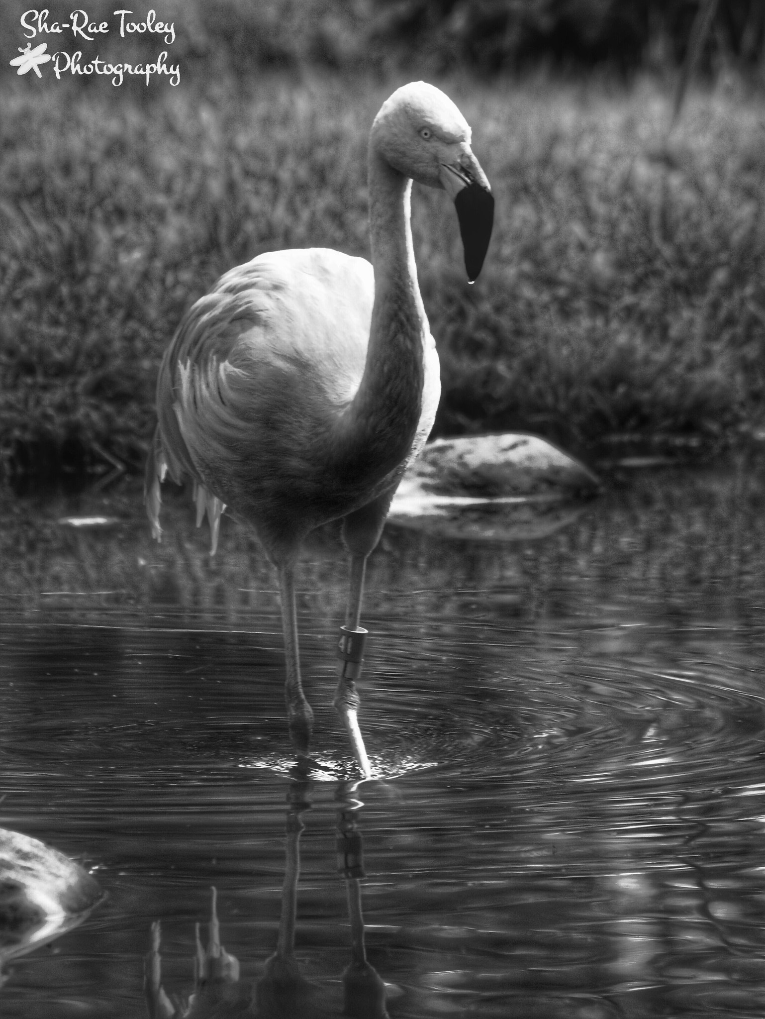 Canon EF 70-300mm F4-5.6 IS USM sample photo. Flamingo photography