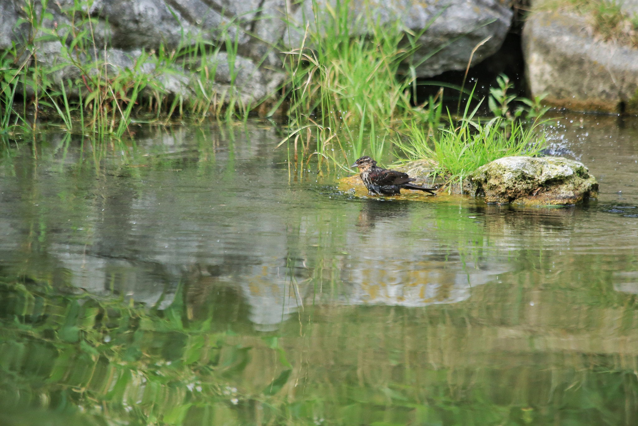 Canon EF 70-300mm F4-5.6 IS USM sample photo