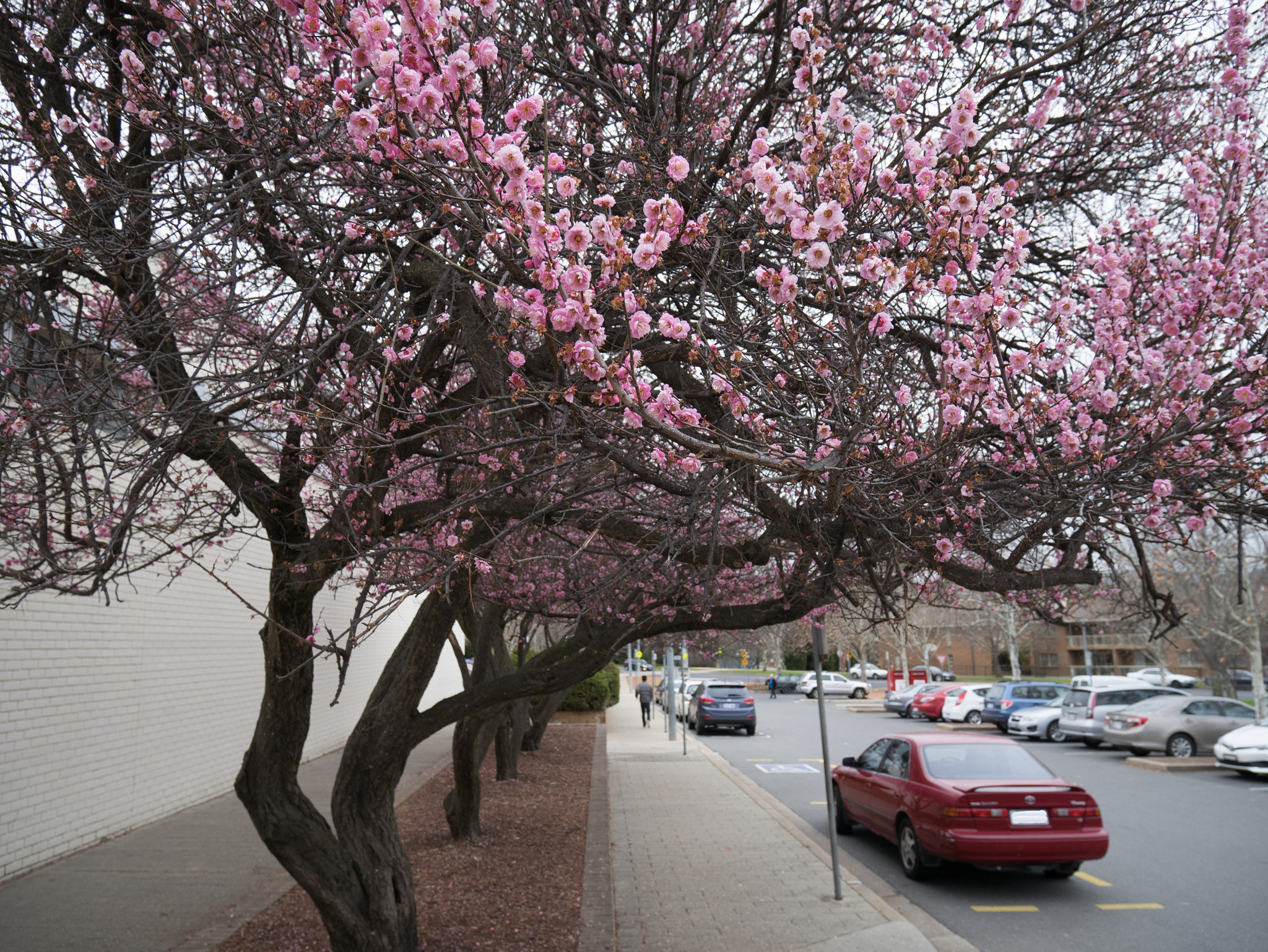 Panasonic DMC-GM1S sample photo. Path to spring photography