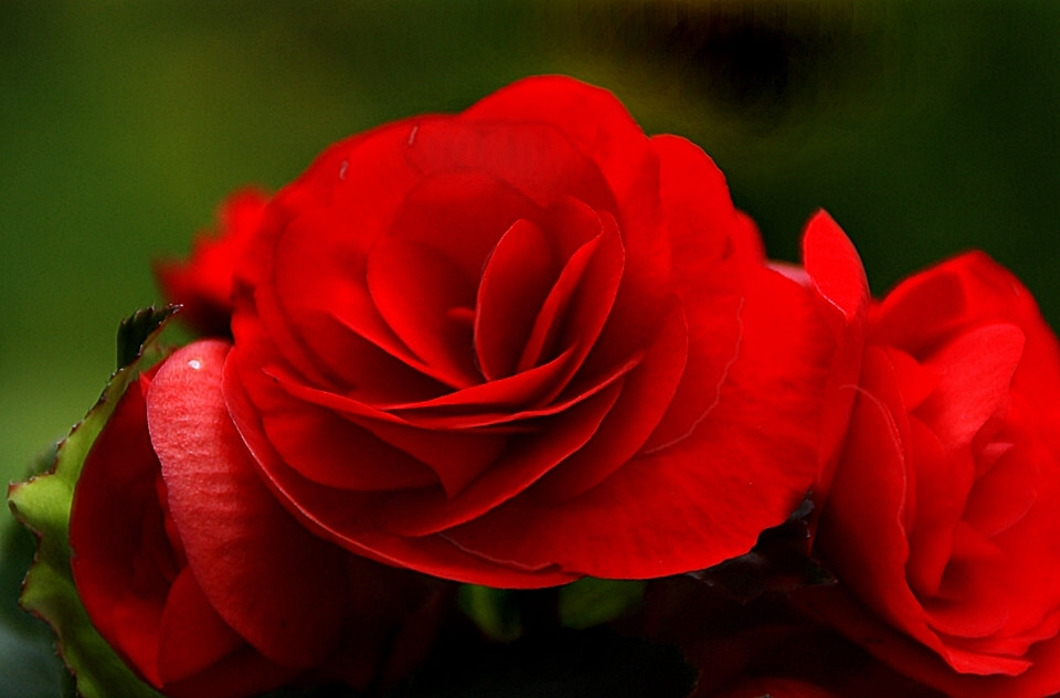 Sony Alpha DSLR-A290 sample photo
