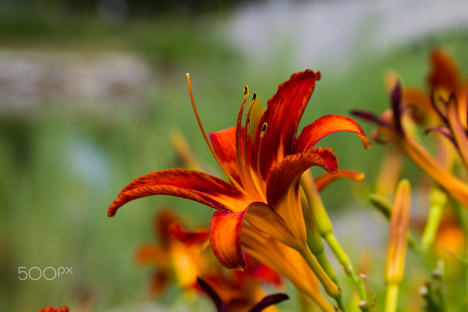 Canon EF 28-135mm F3.5-5.6 IS USM sample photo. Splashy flower photography