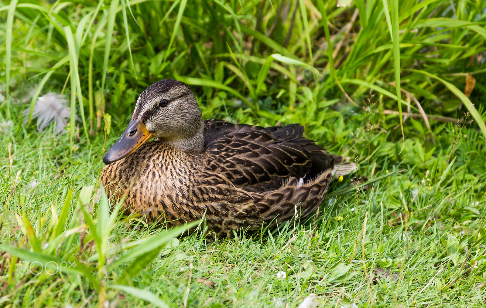 Canon EF 28-135mm F3.5-5.6 IS USM sample photo. Just another  duck photography