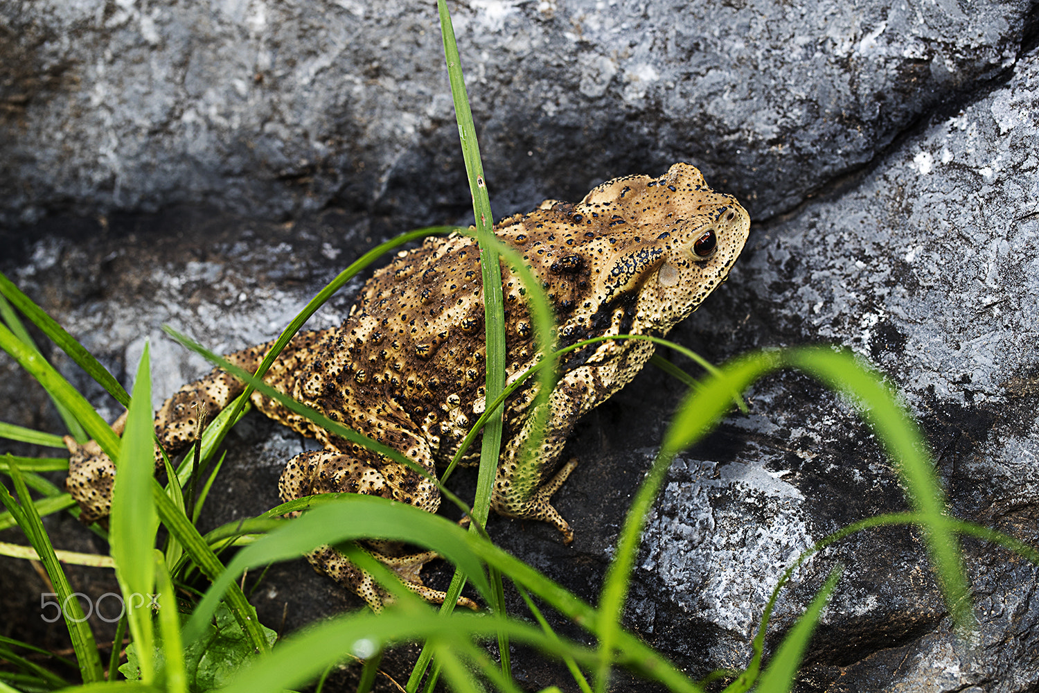Canon EF 100mm F2.8L Macro IS USM sample photo. Toad photography