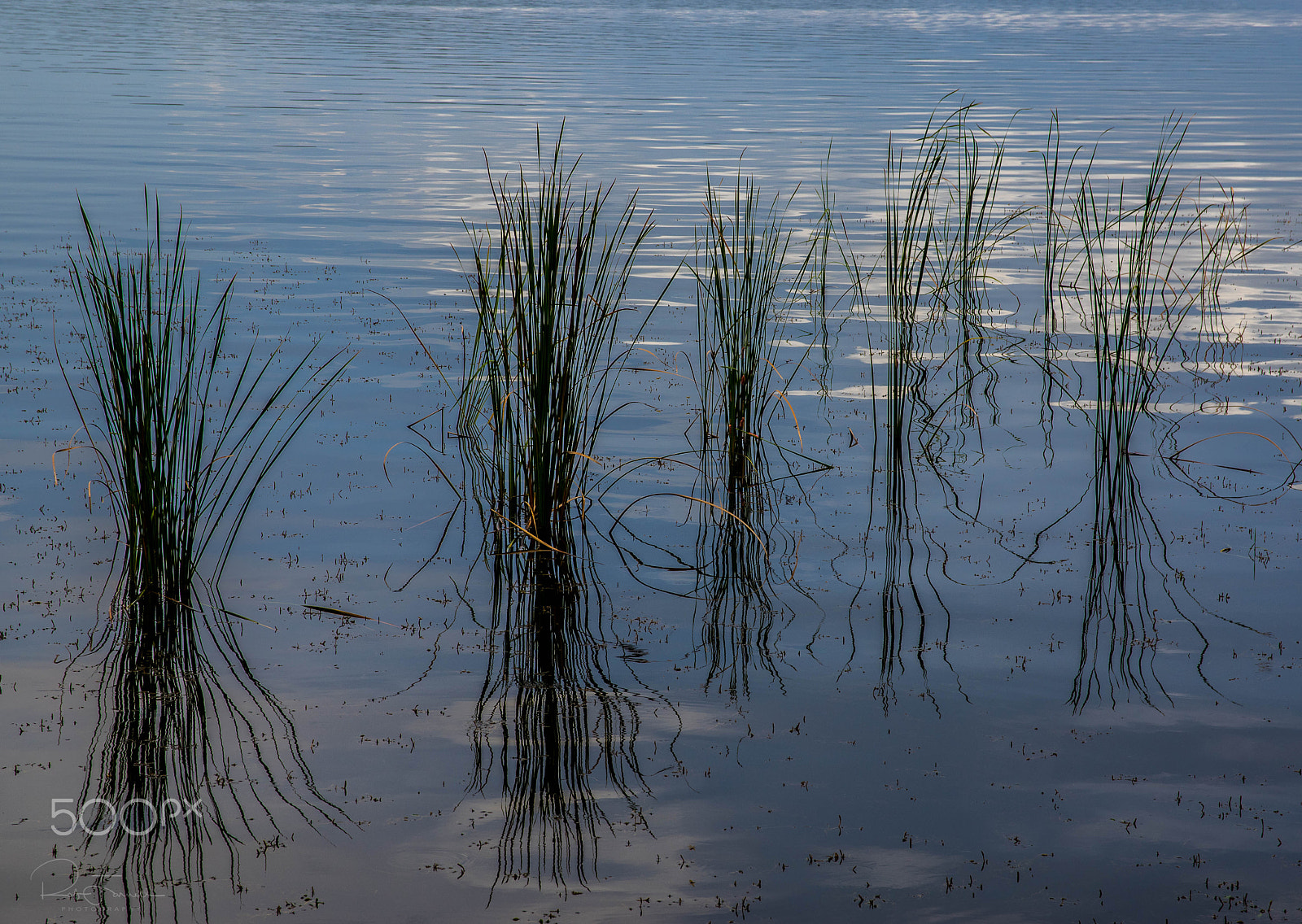 Pentax K-3 sample photo. Lake tarpon. photography