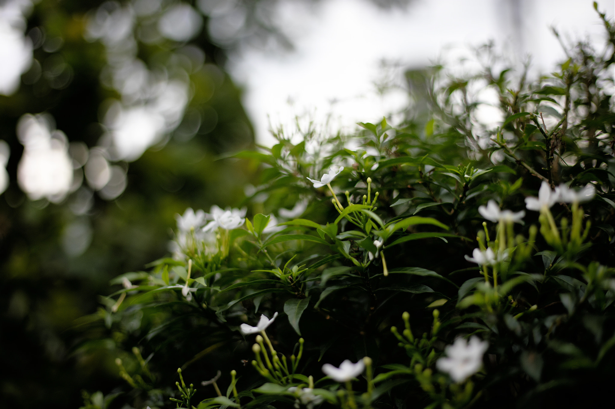 Canon EOS 5DS + Canon EF 50mm F1.8 STM sample photo. Flower photography