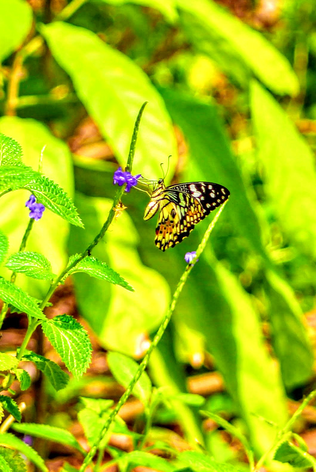 Canon EF 75-300mm f/4-5.6 USM sample photo. Clearer close-up of this lovely and unusual butterfly photography