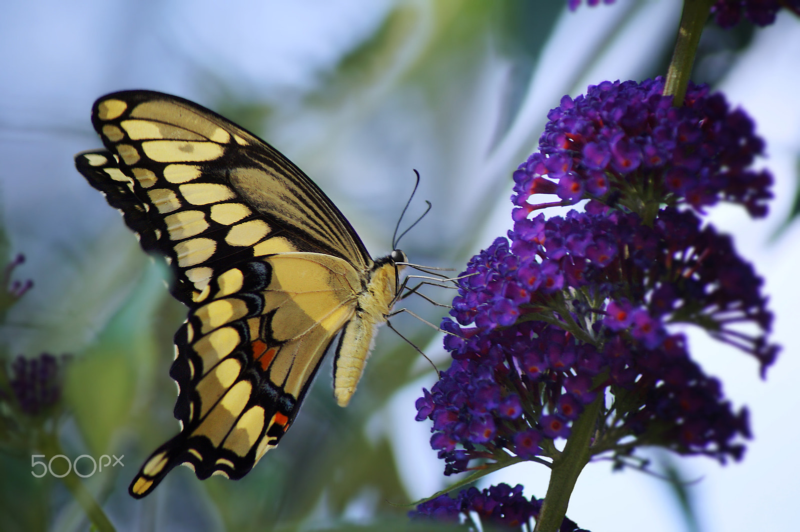 Sony 75-300mm F4.5-5.6 sample photo. Swallowtail photography