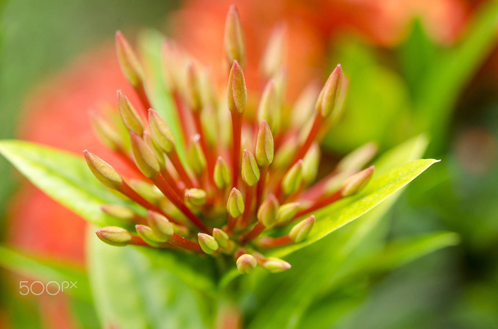 Nikon AF-S Micro-Nikkor 60mm F2.8G ED sample photo. Red pollen flower spike. photography