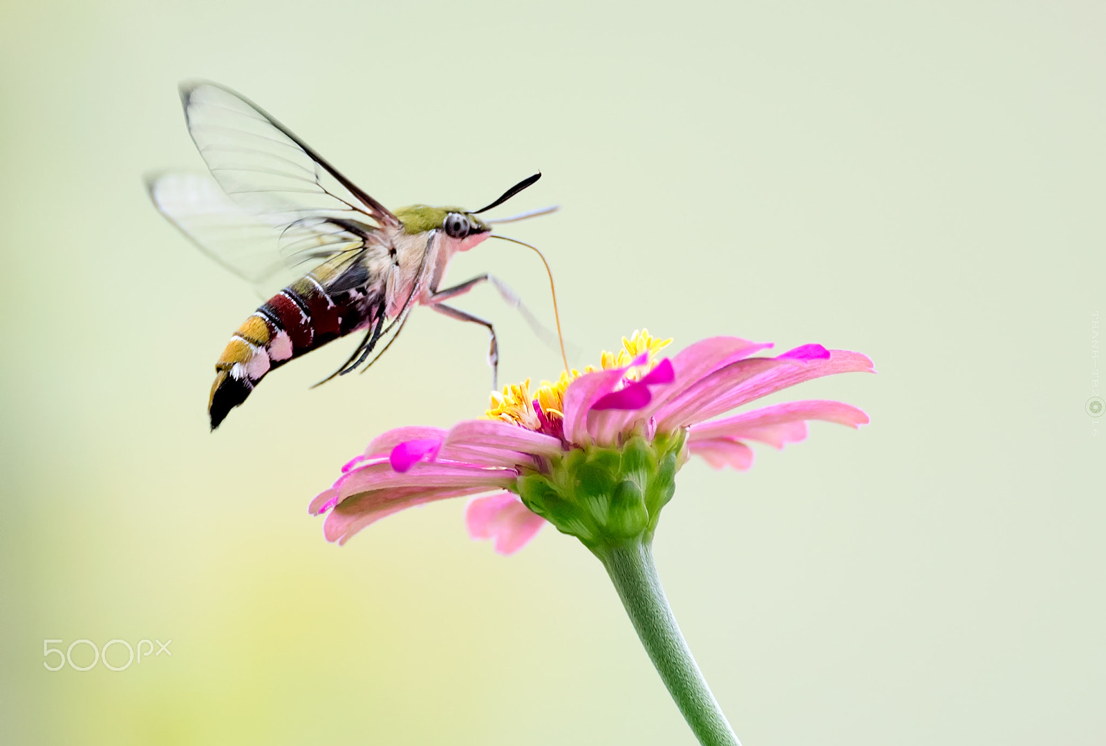 Nikon AF-S Nikkor 600mm F4D ED-IF II sample photo