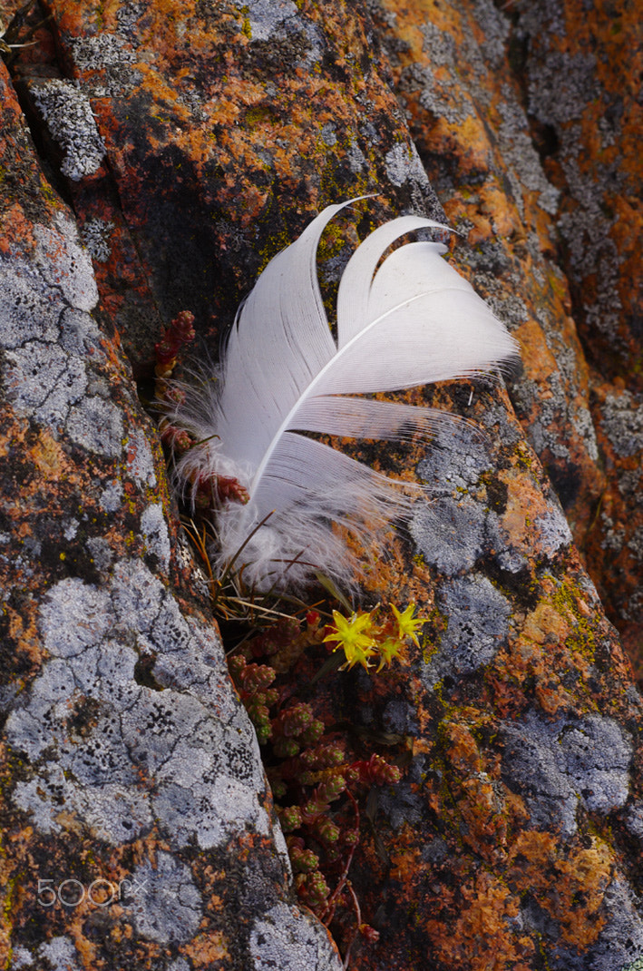 Pentax K-5 + Pentax smc DA 50mm F1.8 sample photo. Fragment of the aland islands photography