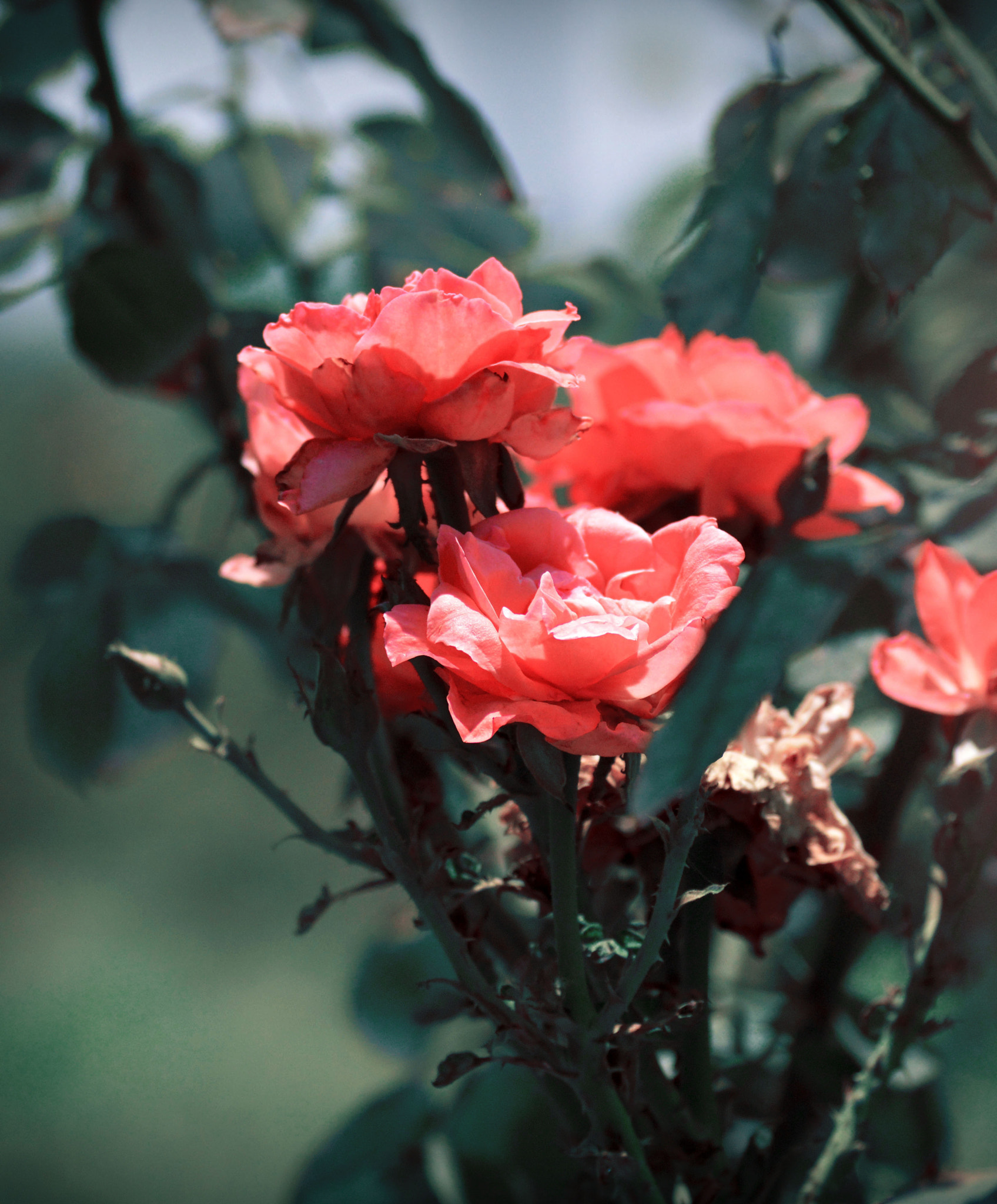 Nikon D3200 + Nikon AF Nikkor 28mm F2.8D sample photo. Silver pink roses photography