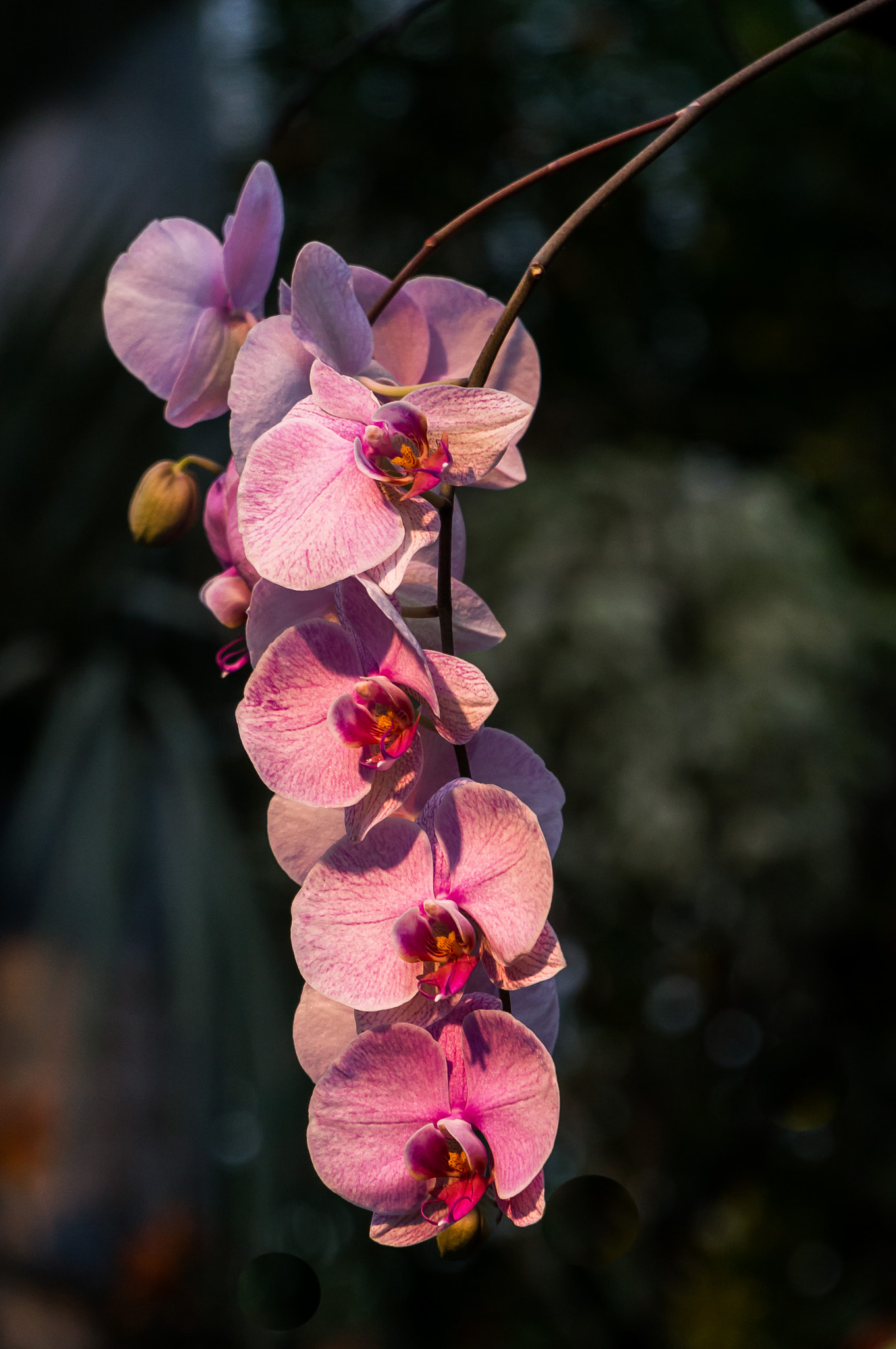 Sony Alpha NEX-6 + Sony E PZ 18-105mm F4 G OSS sample photo. Orchideen 2016 xi photography