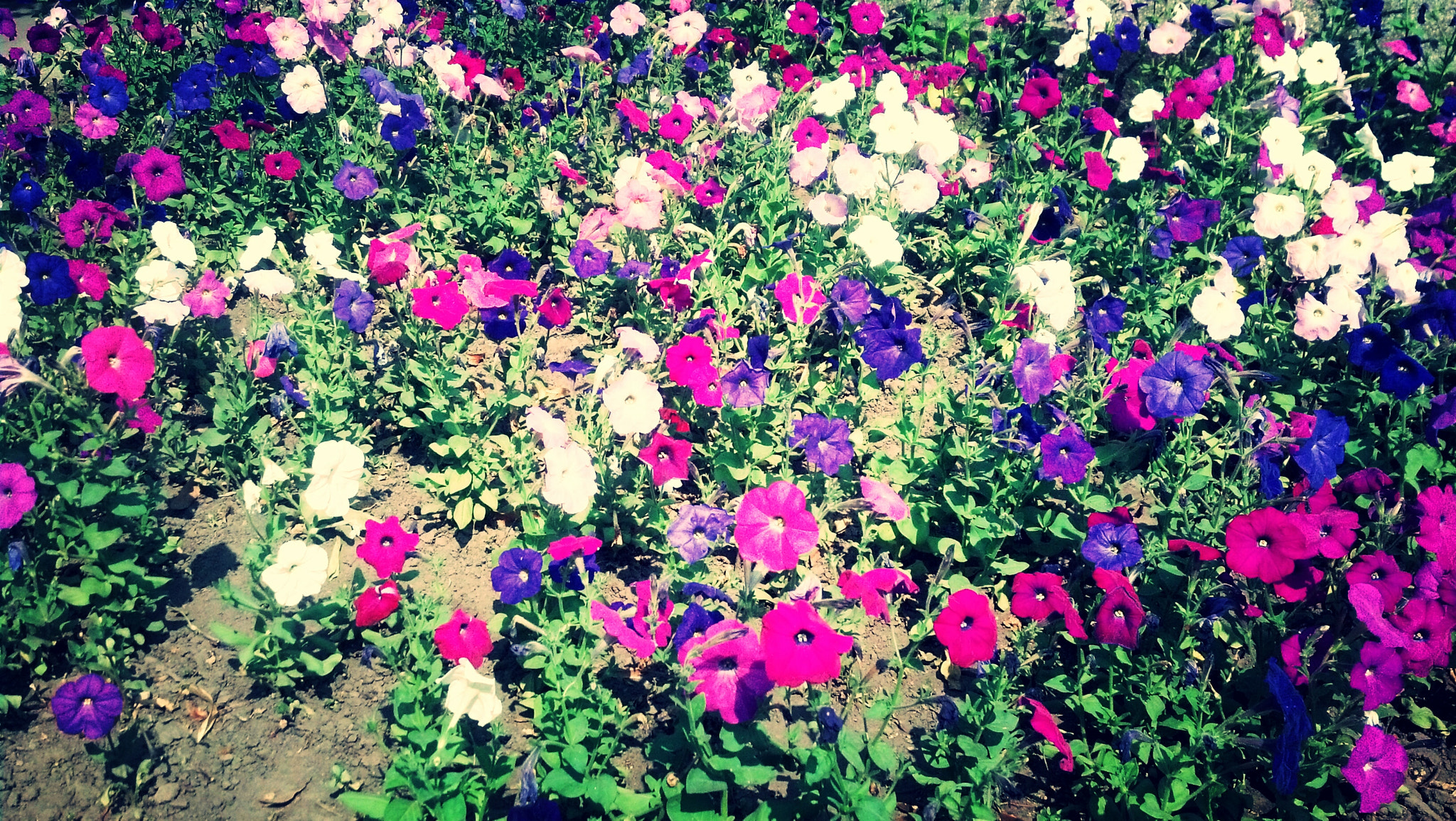 Motorola DROID RAZR sample photo. Flowers photography