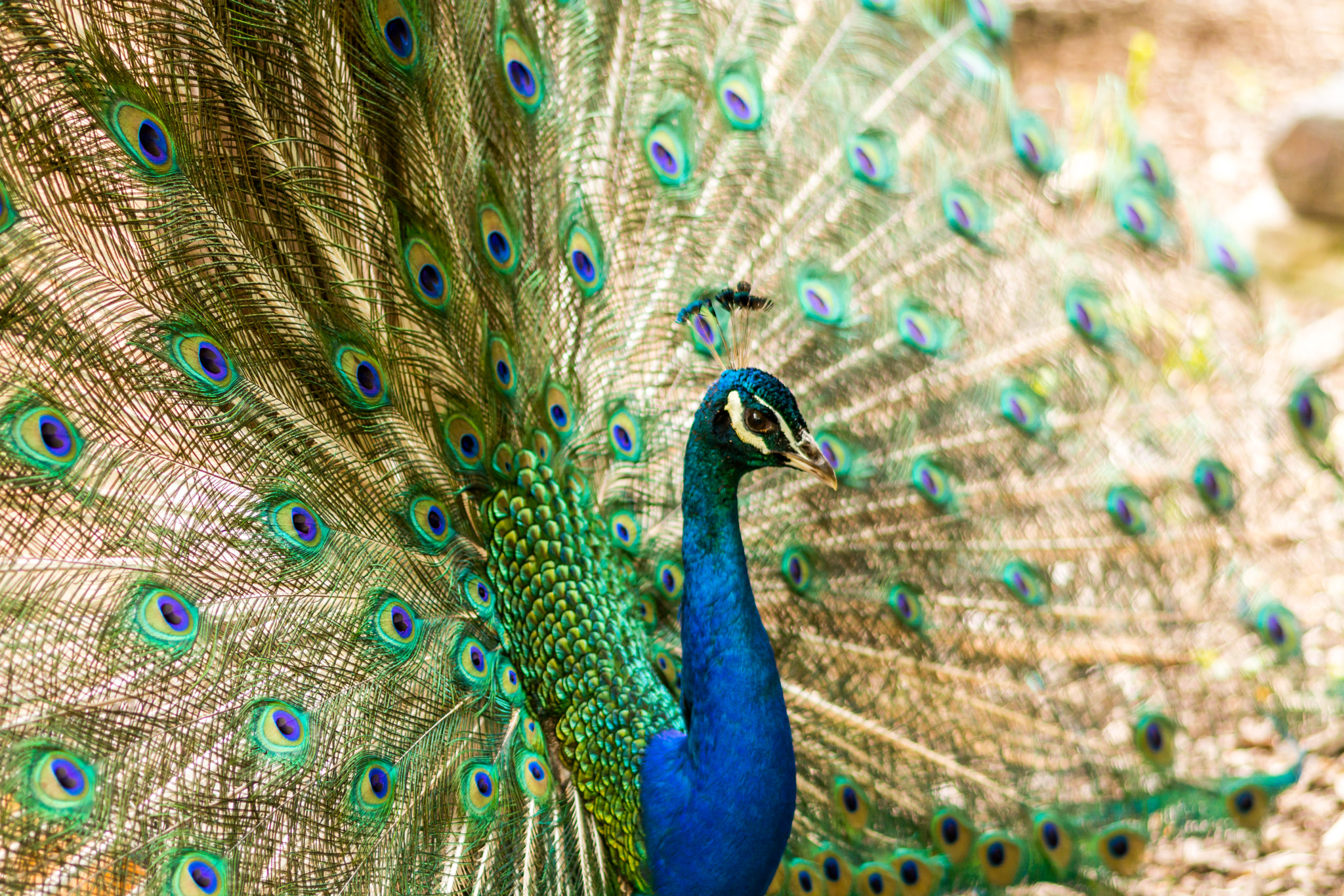 Nikon D7100 + Sigma 105mm F2.8 EX DG Macro sample photo. Peacock photography