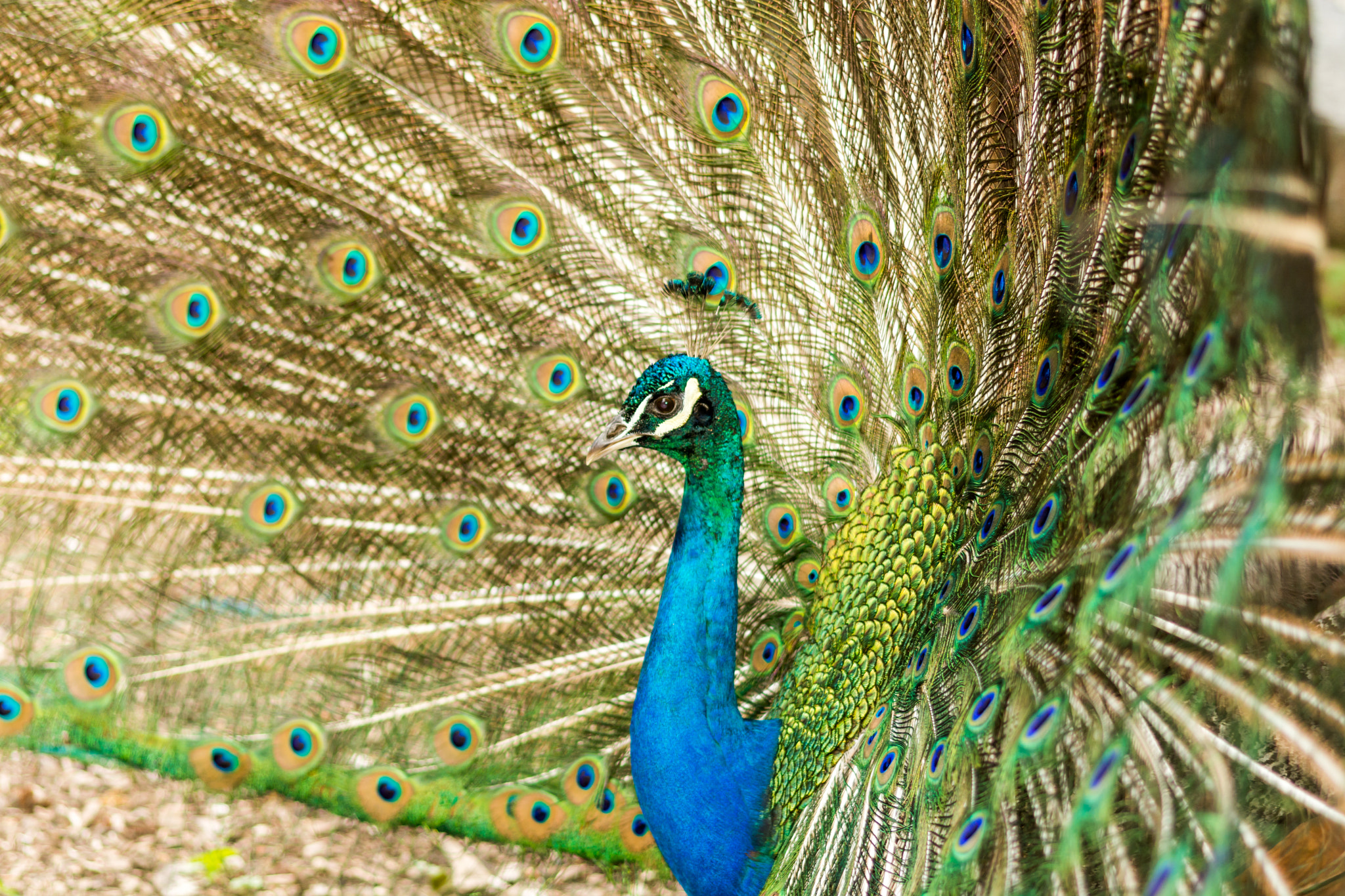 Nikon D7100 + Sigma 105mm F2.8 EX DG Macro sample photo. Peacock photography