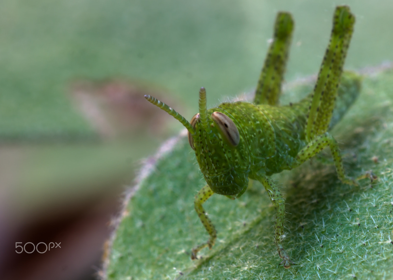 Samsung NX30 + Samsung NX 60mm F2.8 Macro ED OIS SSA sample photo. Grasshopper photography