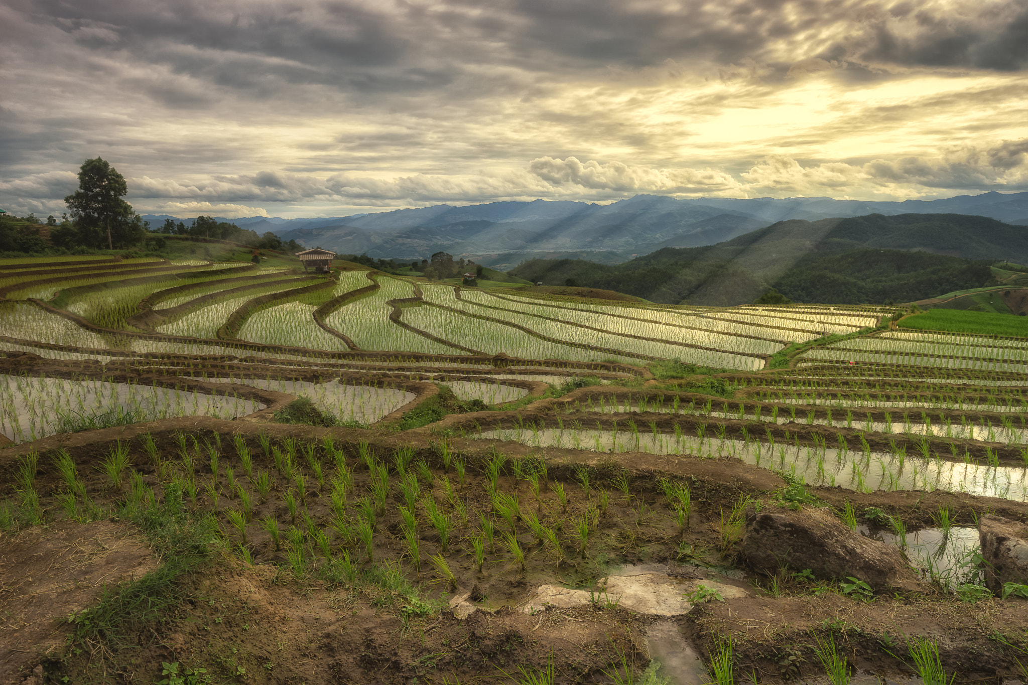 Sony a7 II + Canon EF 16-35mm F4L IS USM sample photo. Rice terraces photography