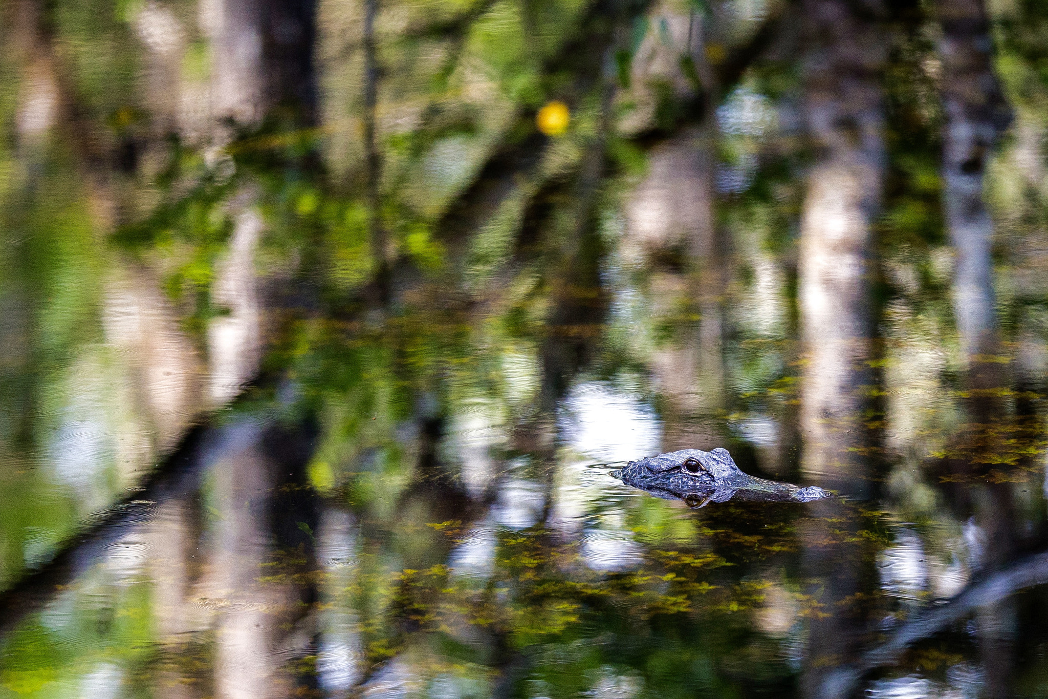 Canon EF 200mm F2L IS USM sample photo. Alligator hiding in everglades national park. photography