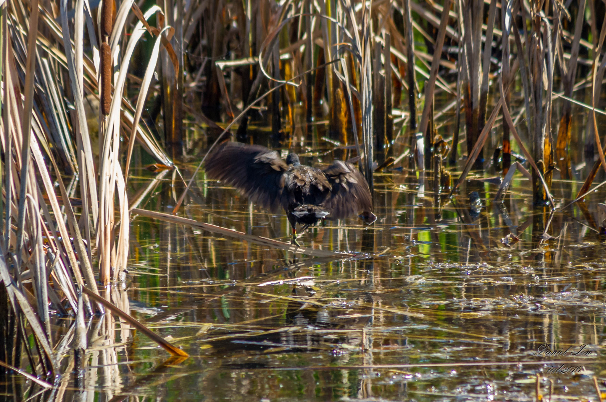 smc PENTAX-FA 80-320mm F4.5-5.6 sample photo. Gallinula chloropus photography