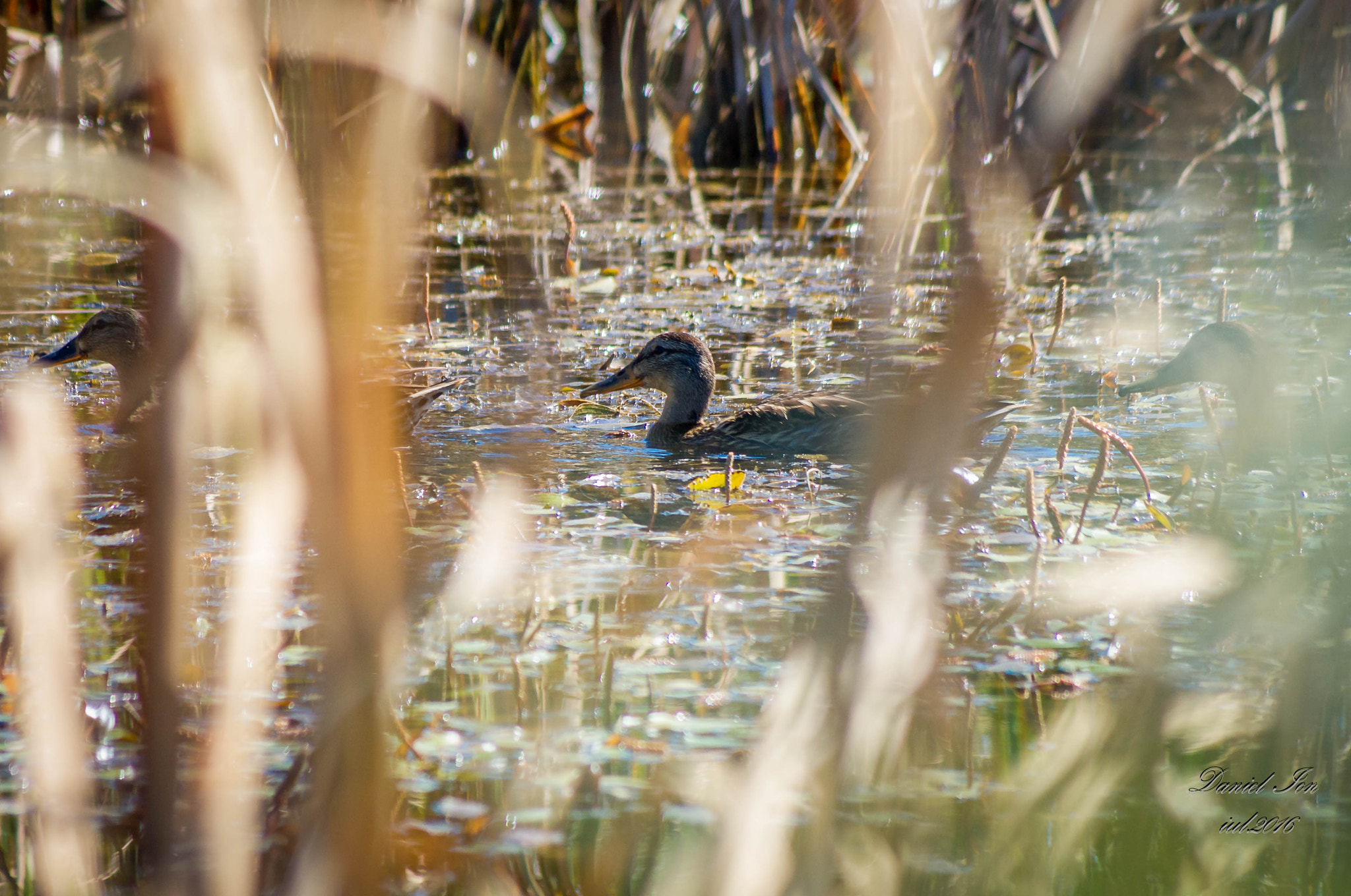 smc PENTAX-FA 80-320mm F4.5-5.6 sample photo. Anas platyrhynchos photography