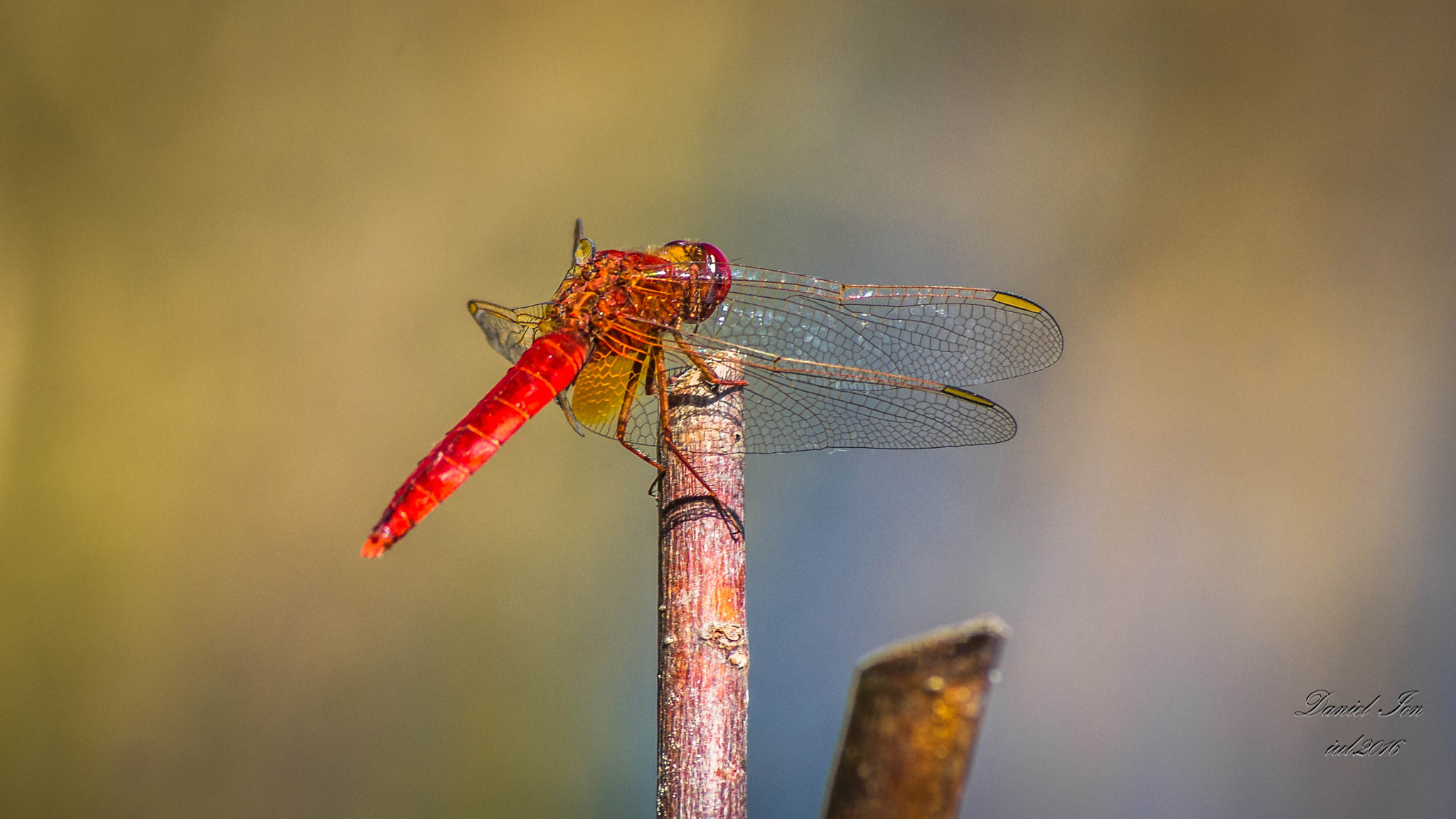 smc PENTAX-FA 80-320mm F4.5-5.6 sample photo. Dragonfly photography