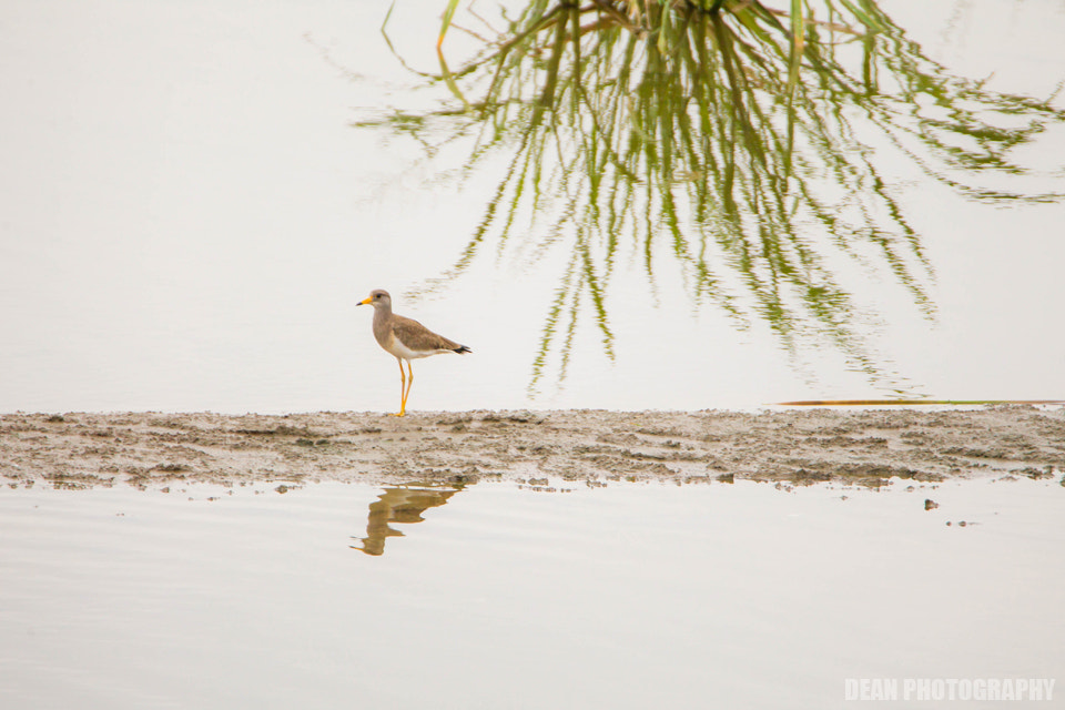 Canon EOS-1D Mark IV sample photo. Wait photography