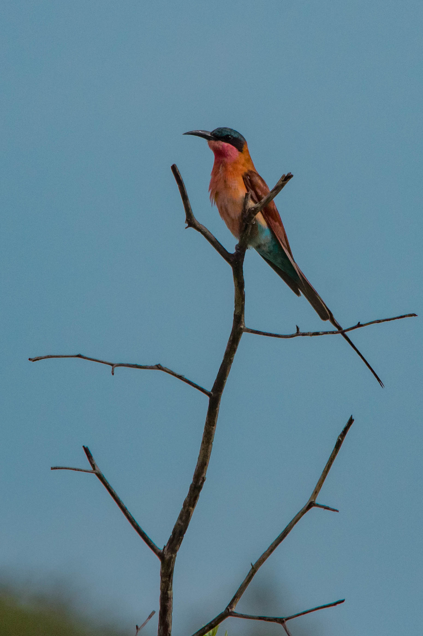 Sigma 70-200mm F2.8 EX DG Macro HSM II sample photo. Southern carmine bee-eater photography