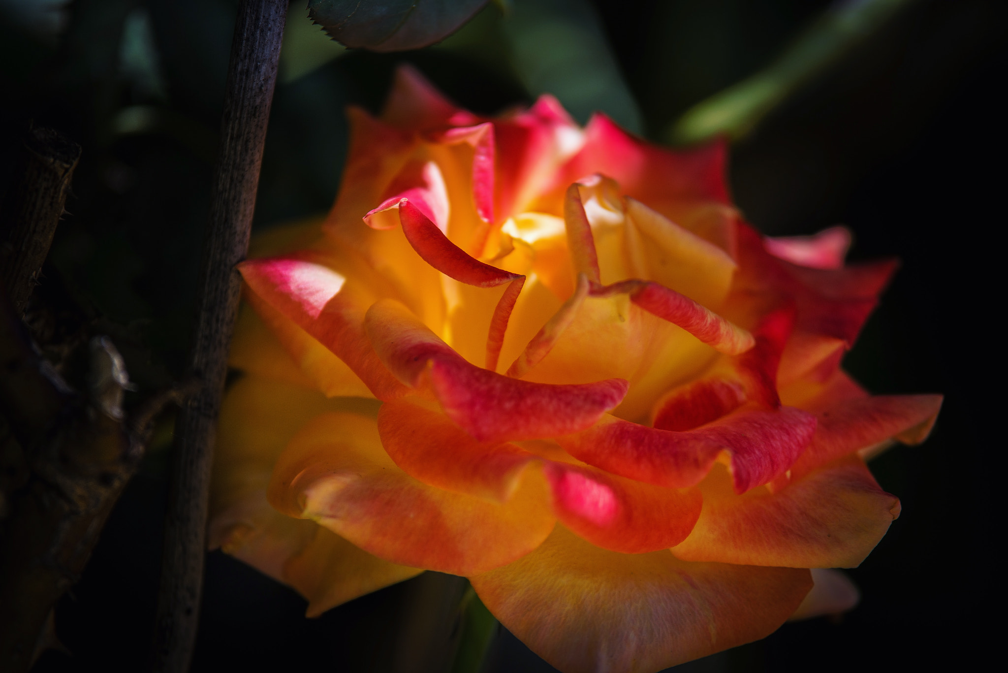 Tokina AT-X 70-200mm F4 PRO FX VCM-S sample photo