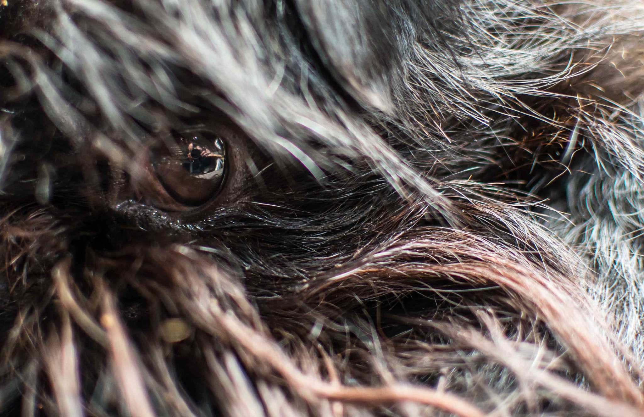 Nikon D800 + Nikon AF-S DX Nikkor 35mm F1.8G sample photo. In the eye of a dog photography