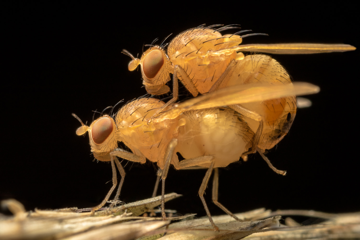 Canon MP-E 65mm F2.5 1-5x Macro Photo sample photo. Fruit fly photography