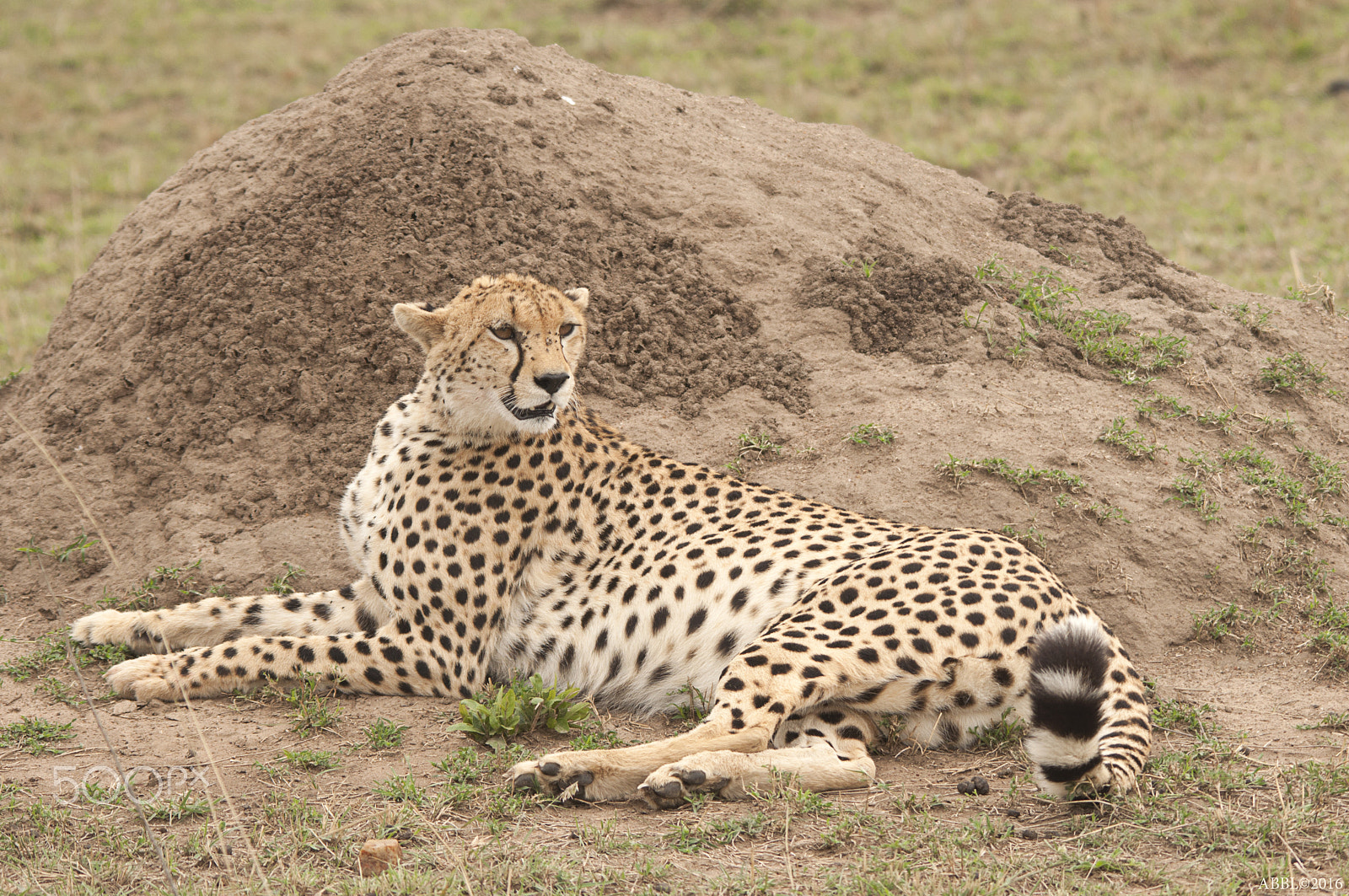 Sigma 150-500mm F5-6.3 DG OS HSM sample photo. Chita: constantly on the alert photography