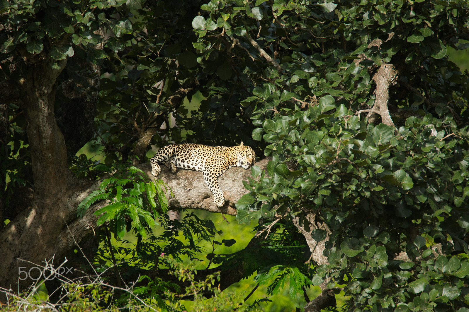 Sony SLT-A65 (SLT-A65V) + Tamron SP 150-600mm F5-6.3 Di VC USD sample photo. Catnap photography