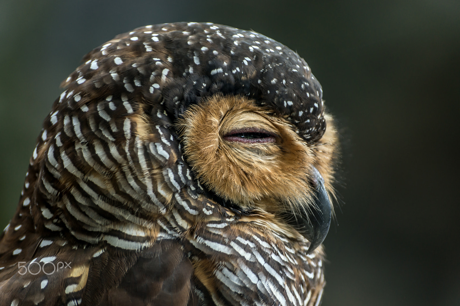 Sony DT 55-300mm F4.5-5.6 SAM sample photo. Close up spotted wood owl are sleep. photography