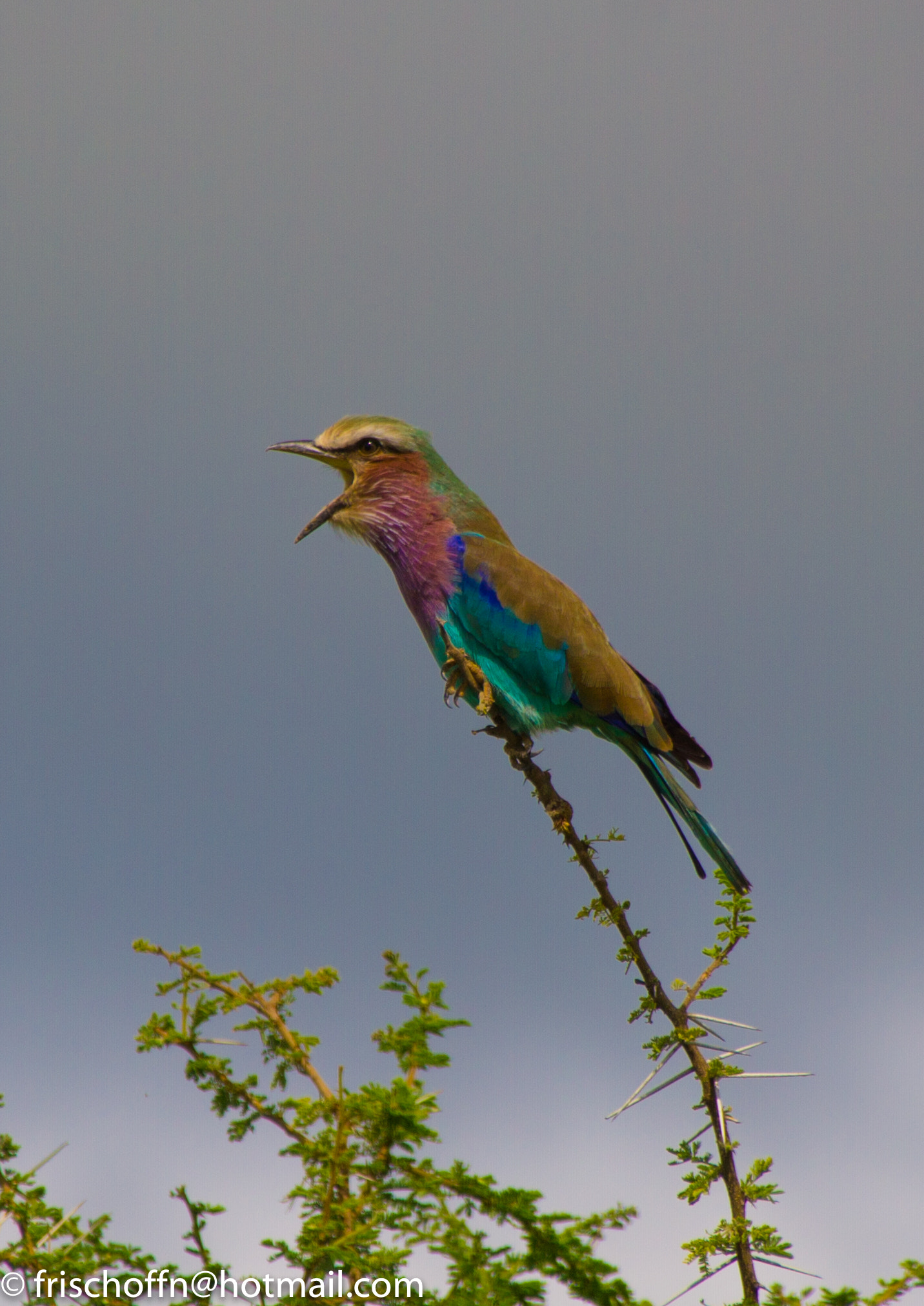 Sigma 18-250mm F3.5-6.3 DC OS HSM sample photo. Abc photography