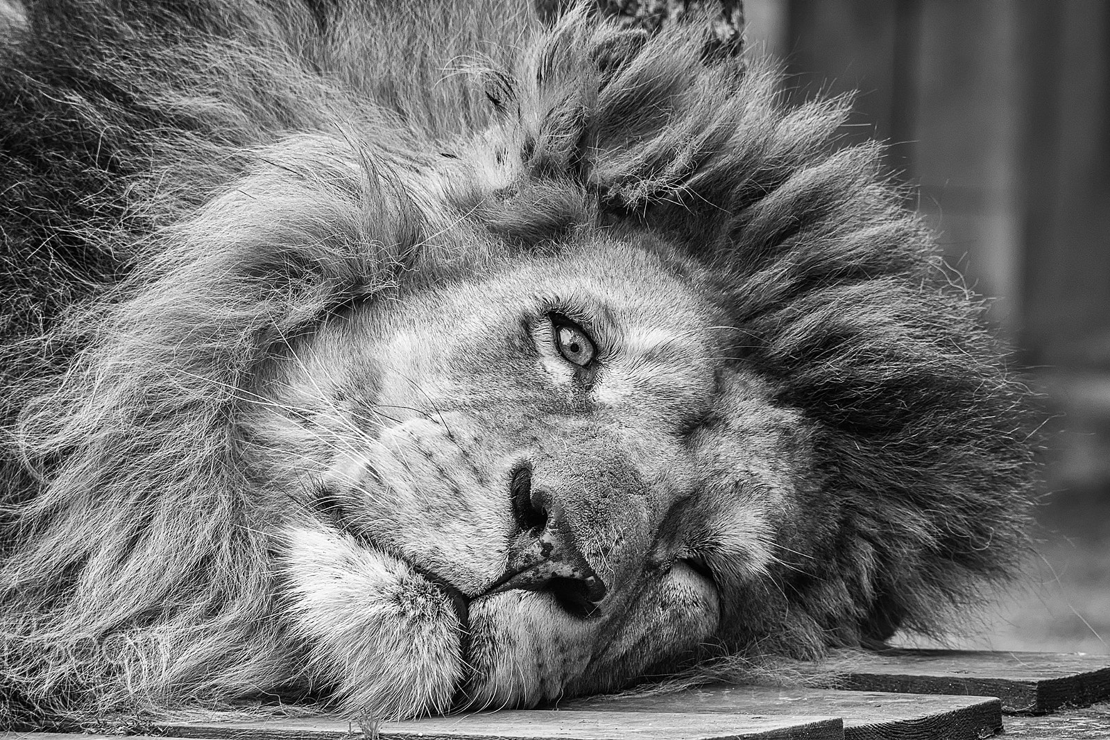 Sony ILCA-77M2 sample photo. Sleeping lion photography