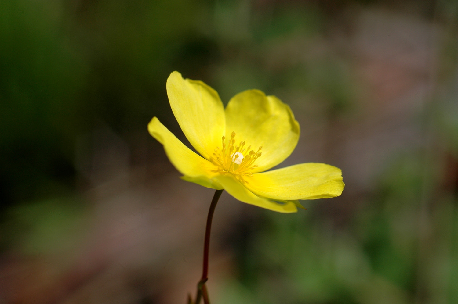 Nikon D70s + Sigma Macro 90mm F2.8 sample photo. A photography