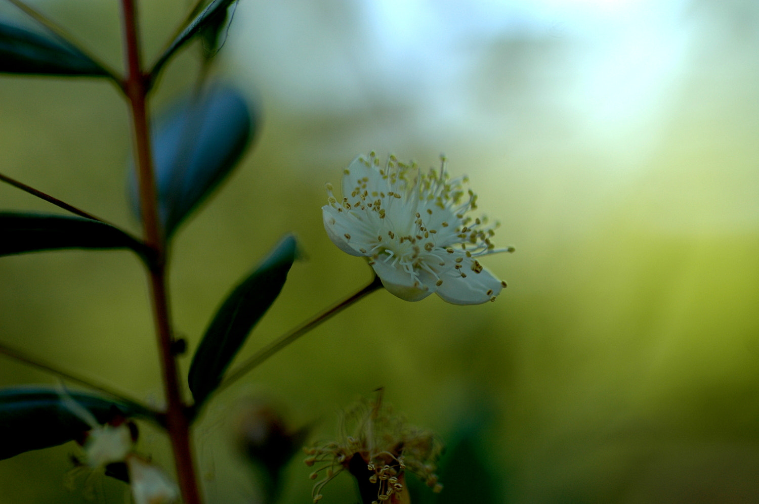 Sigma Macro 90mm F2.8 sample photo. A photography