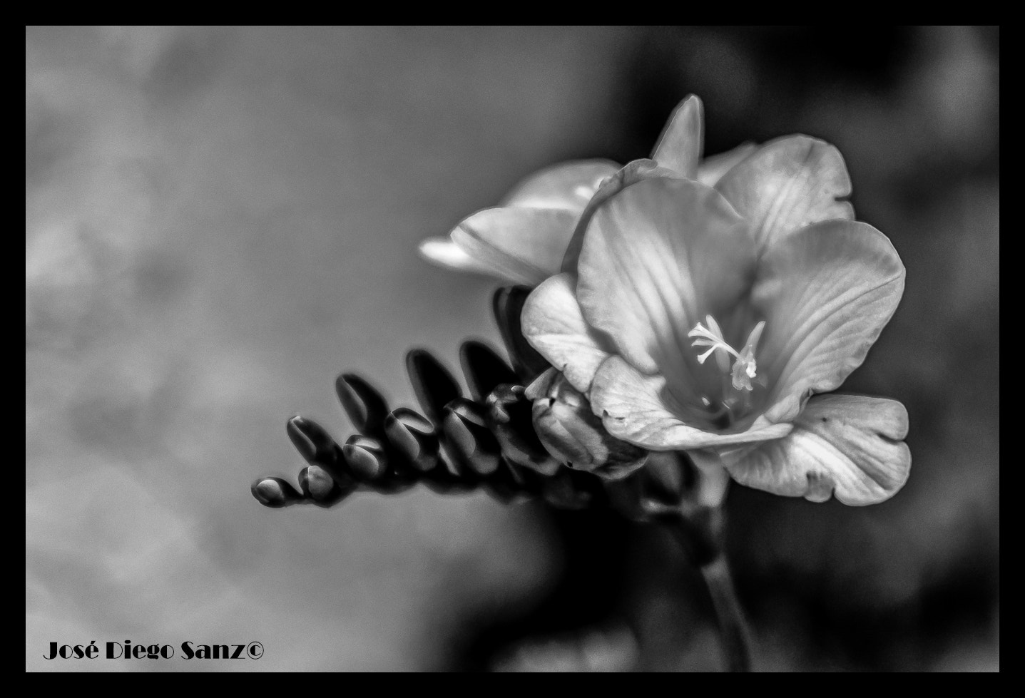 Nikon AF-S Nikkor 28-70mm F2.8 ED-IF sample photo. Editar photography