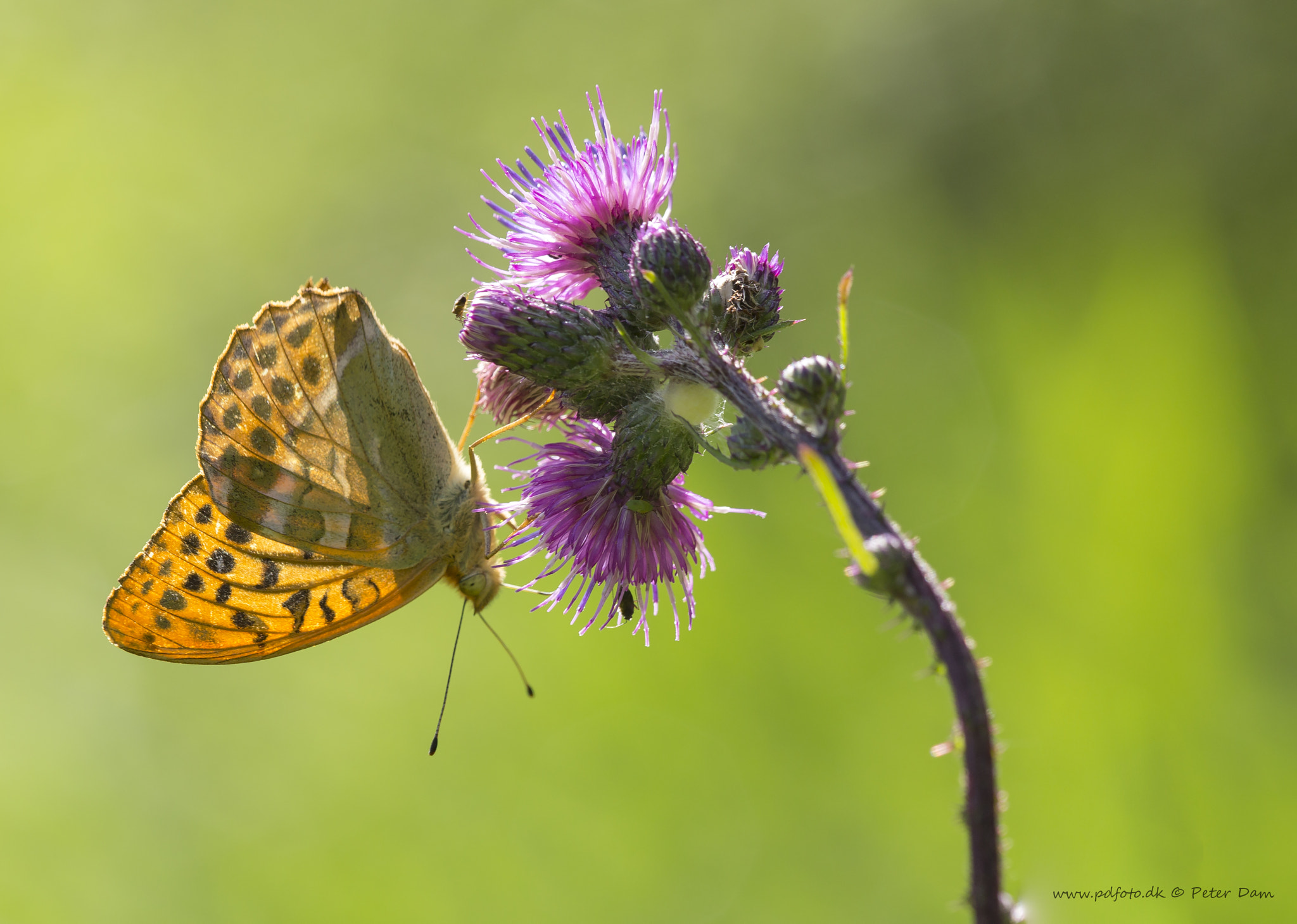 Canon EF 180mm F3.5L Macro USM sample photo. Argynnis paphia photography