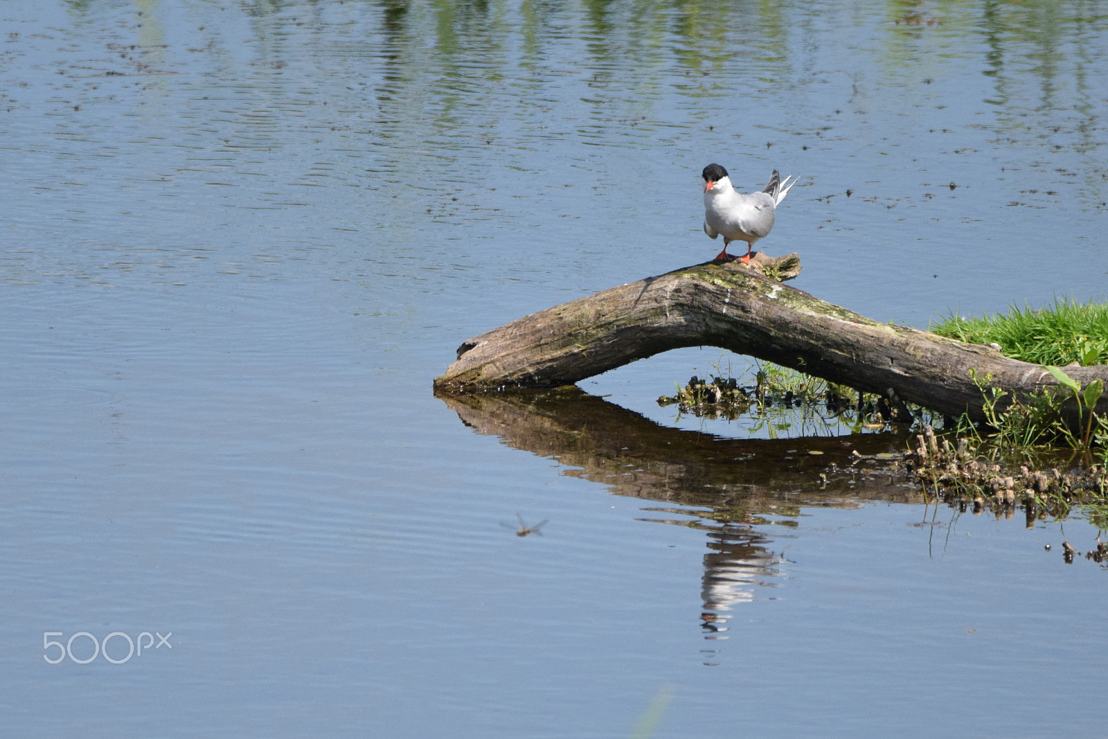 Tamron SP 150-600mm F5-6.3 Di VC USD sample photo. A caspian tern hunting for a dragon fly photography