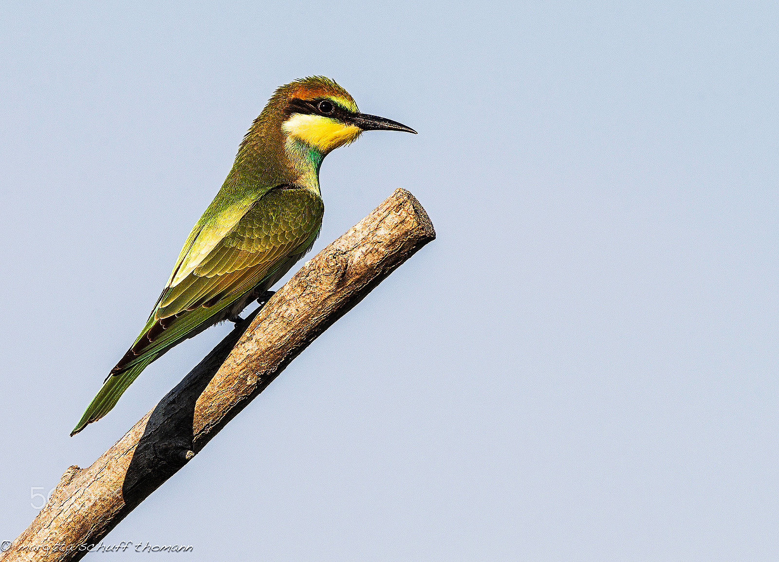 Canon EF 300mm F2.8L IS USM sample photo. Young bee-eater... photography