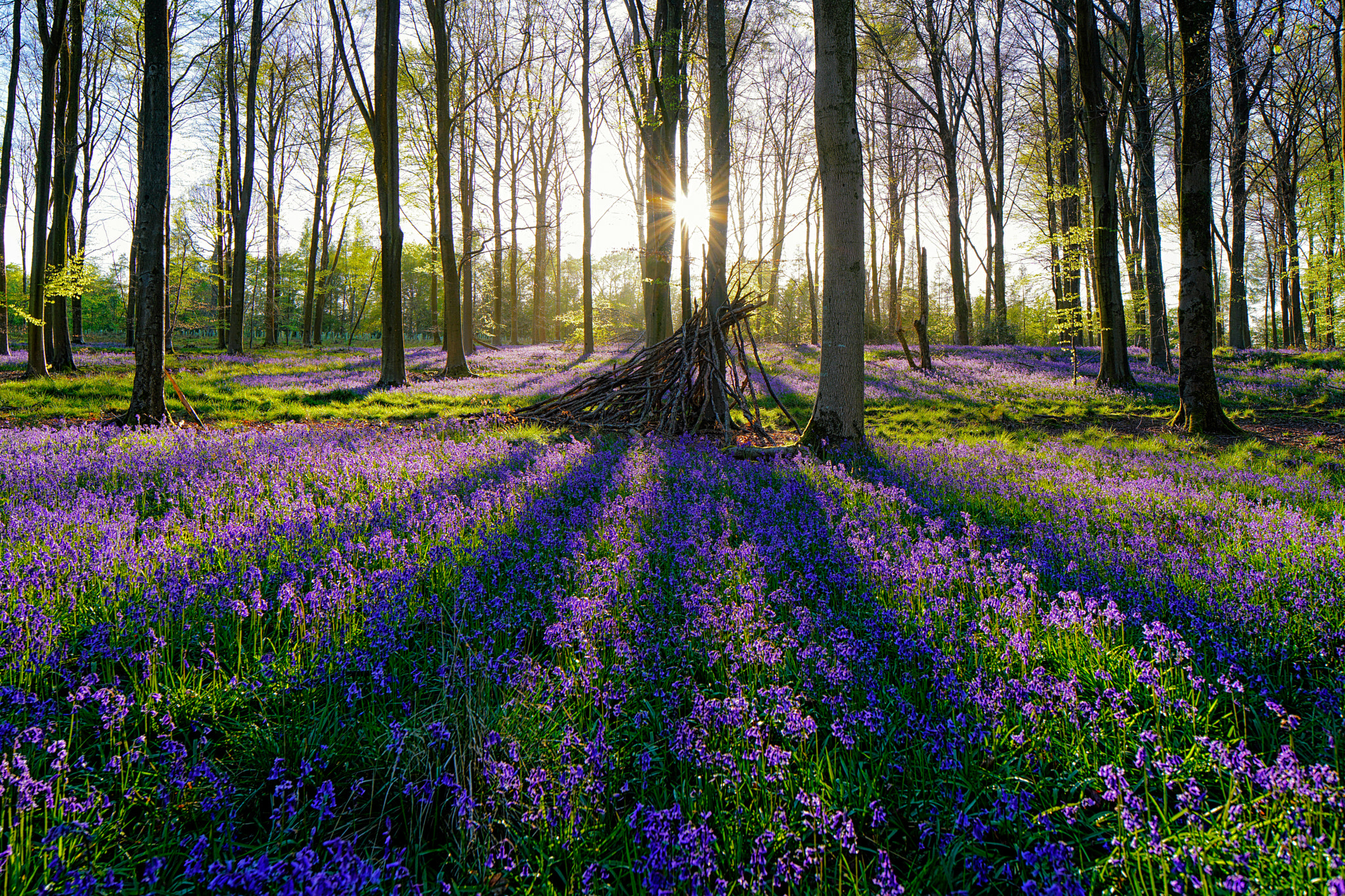 24mm F3.5 G II sample photo. Bluebells photography