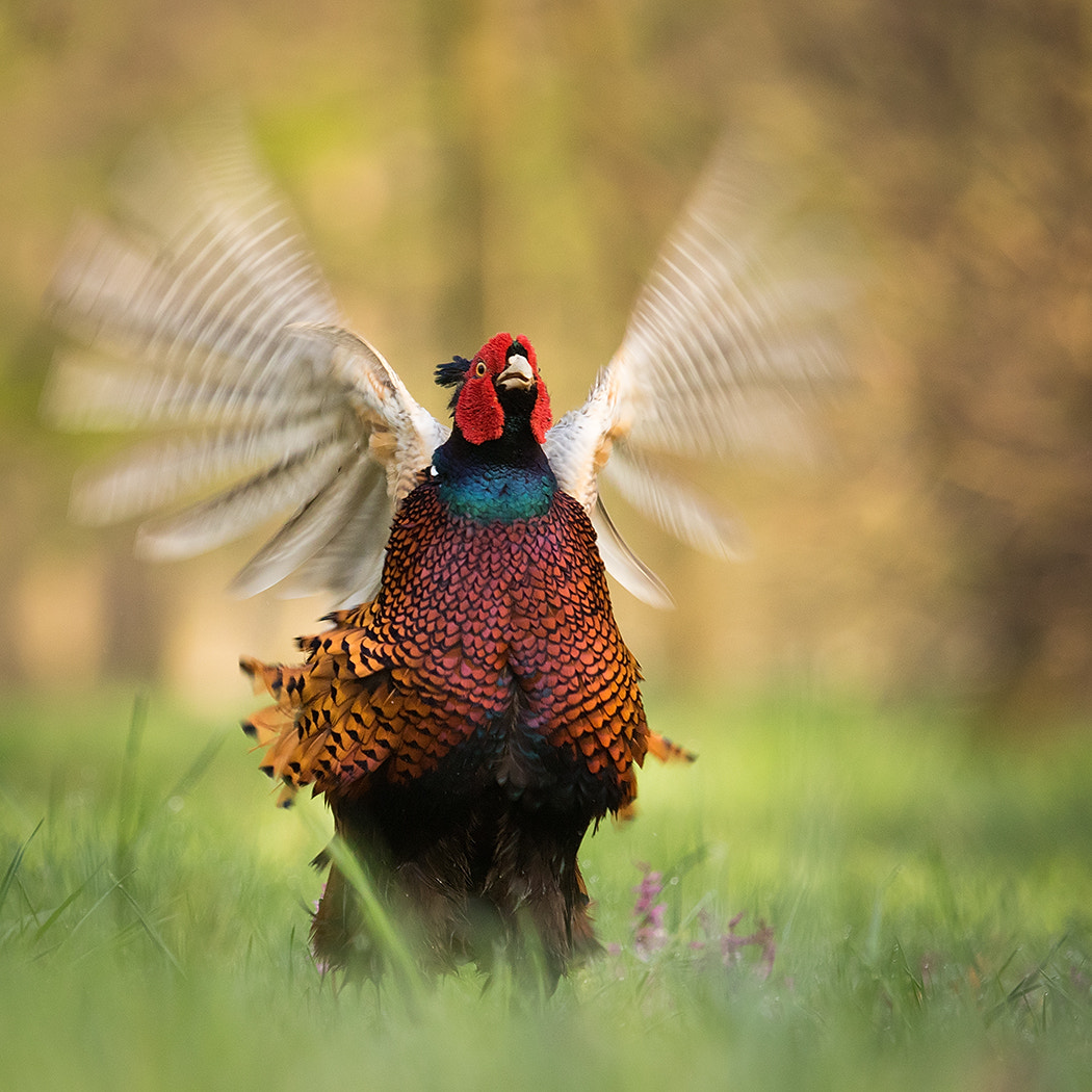 Canon EF 100-400mm F4.5-5.6L IS USM sample photo. Pheasant photography