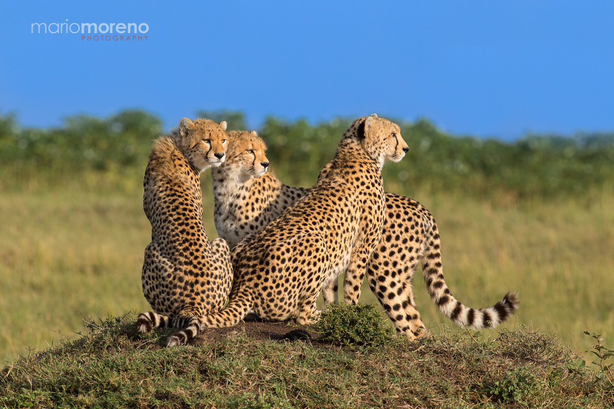Canon EF 200-400mm F4L IS USM Extender 1.4x sample photo. Three cheetahs photography