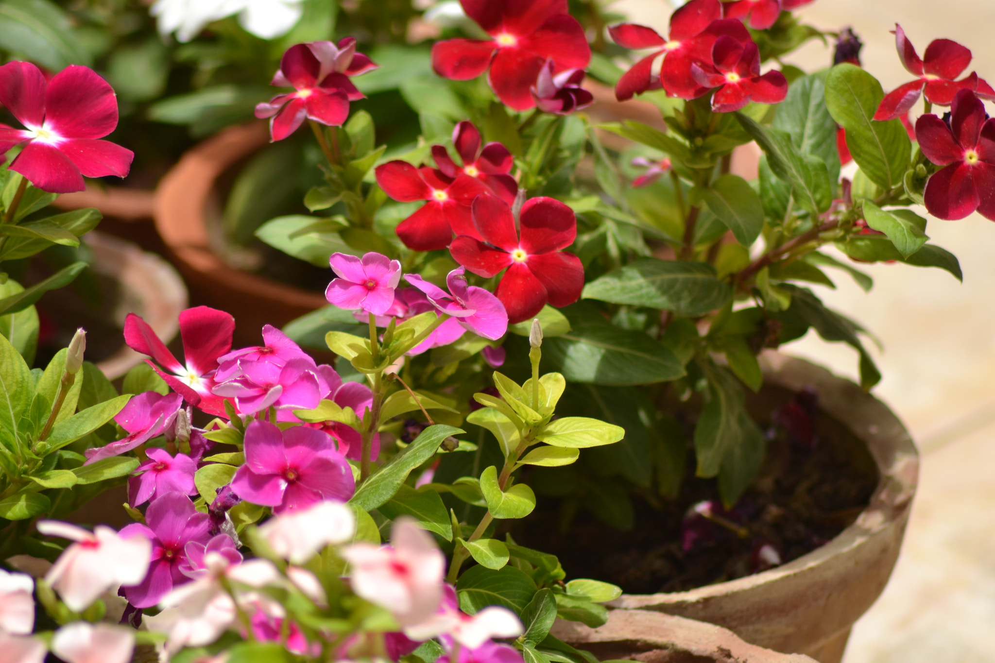 Nikon AF Nikkor 70-300mm F4-5.6G sample photo. Periwinkle flowers photography
