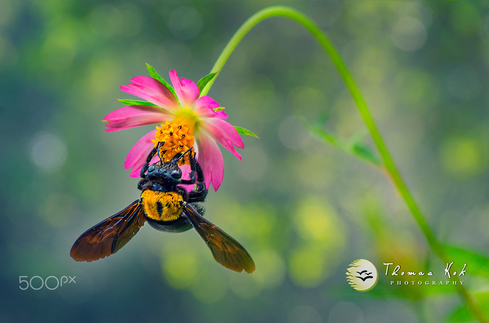 HD Pentax DA 55-300mm F4.0-5.8 ED WR sample photo. Bee photography