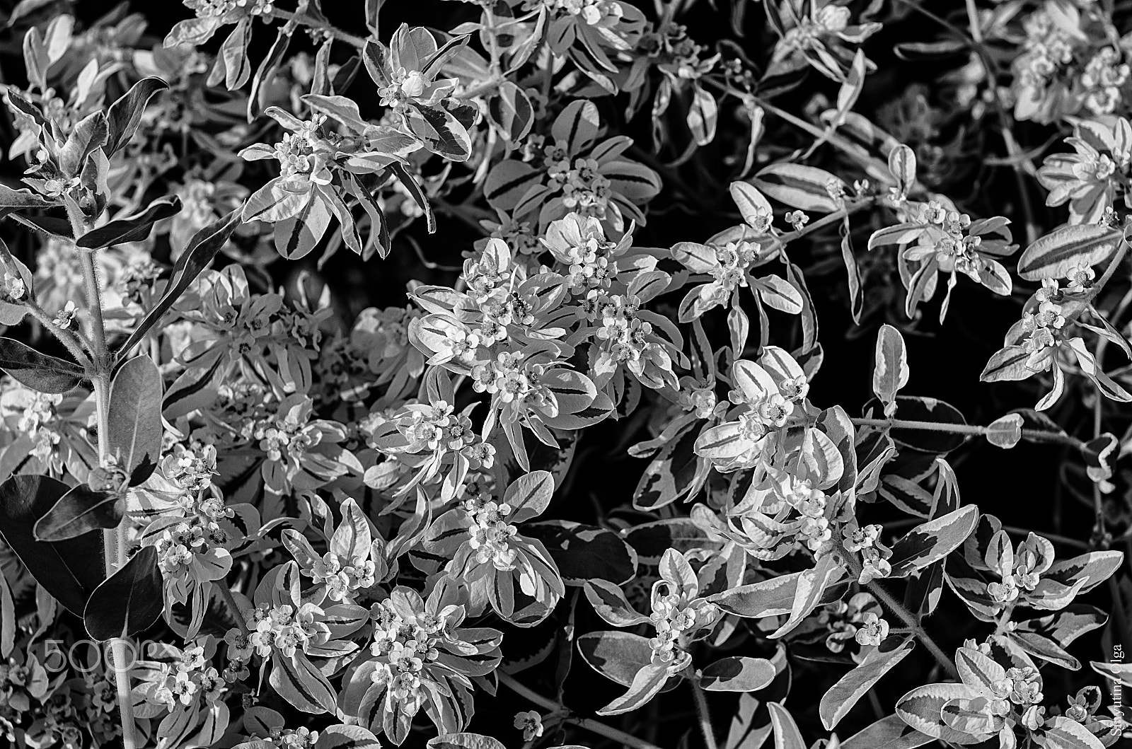 Pentax K-5 IIs + A Series Lens sample photo. Flowers photography