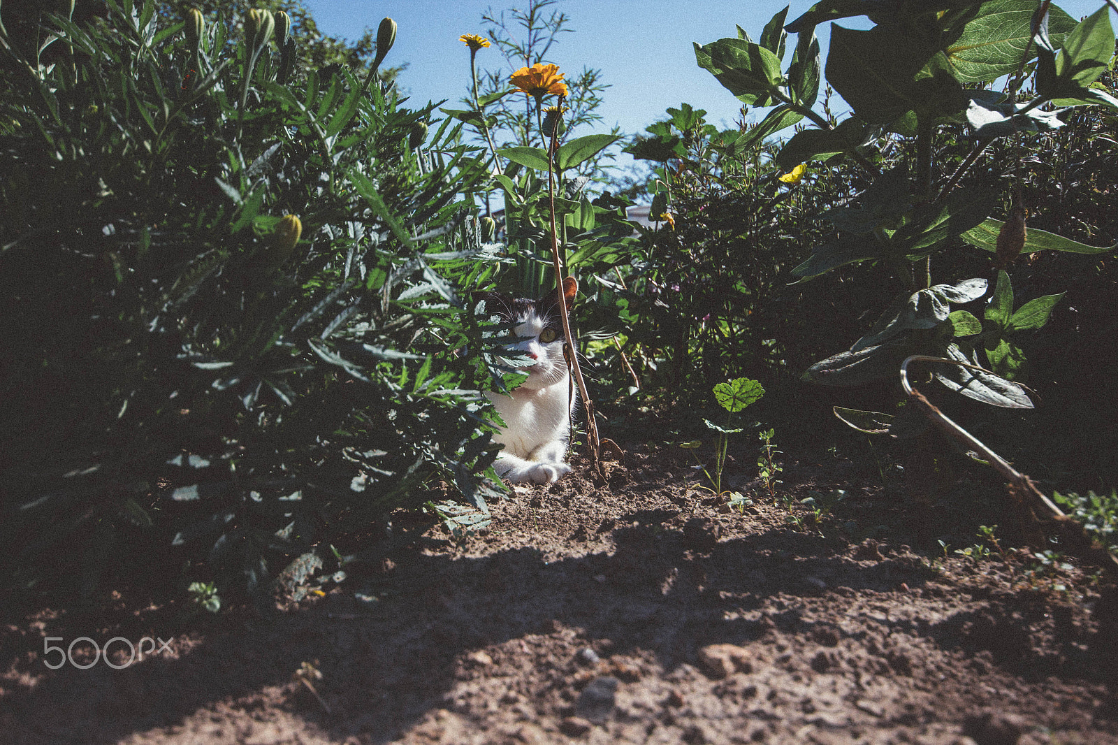 Sigma 10-20mm F4-5.6 EX DC HSM sample photo. Cat photography