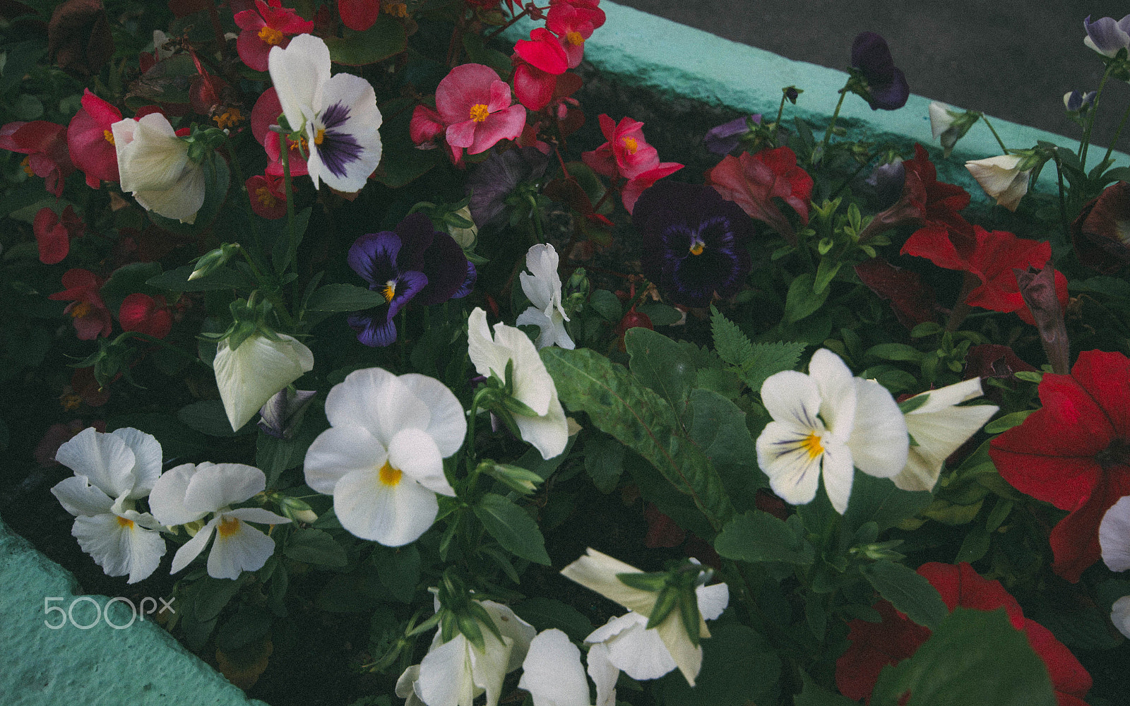 Sigma 10-20mm F4-5.6 EX DC HSM sample photo. Flowers photography